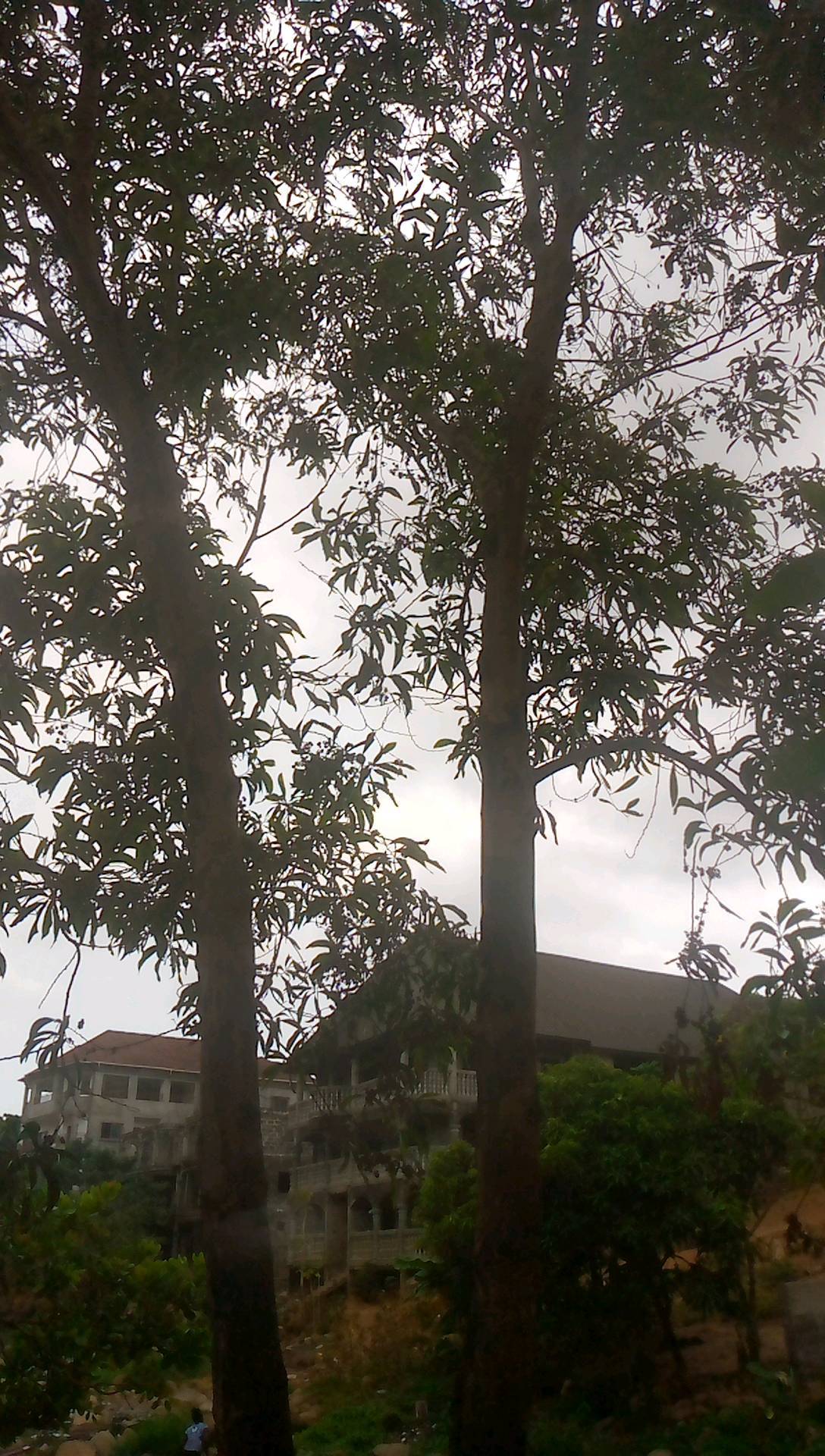 tree