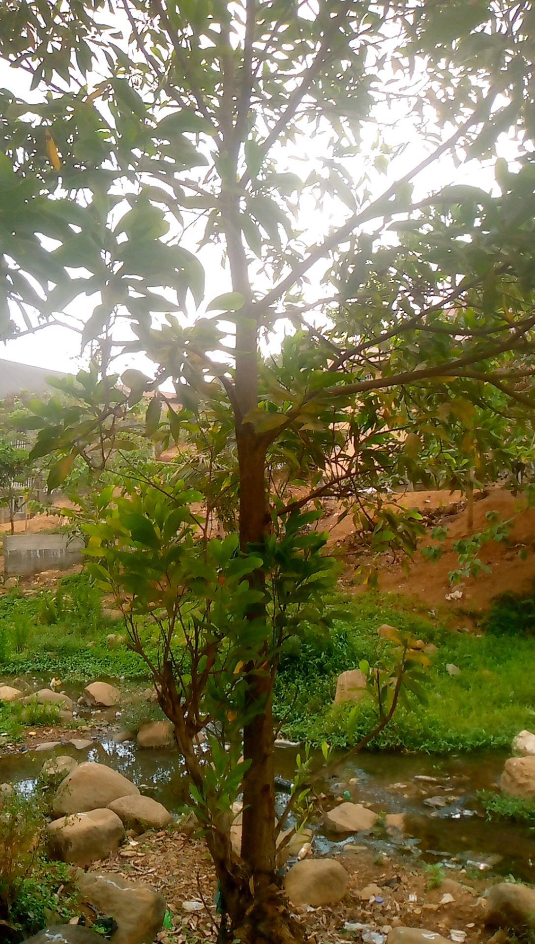 tree