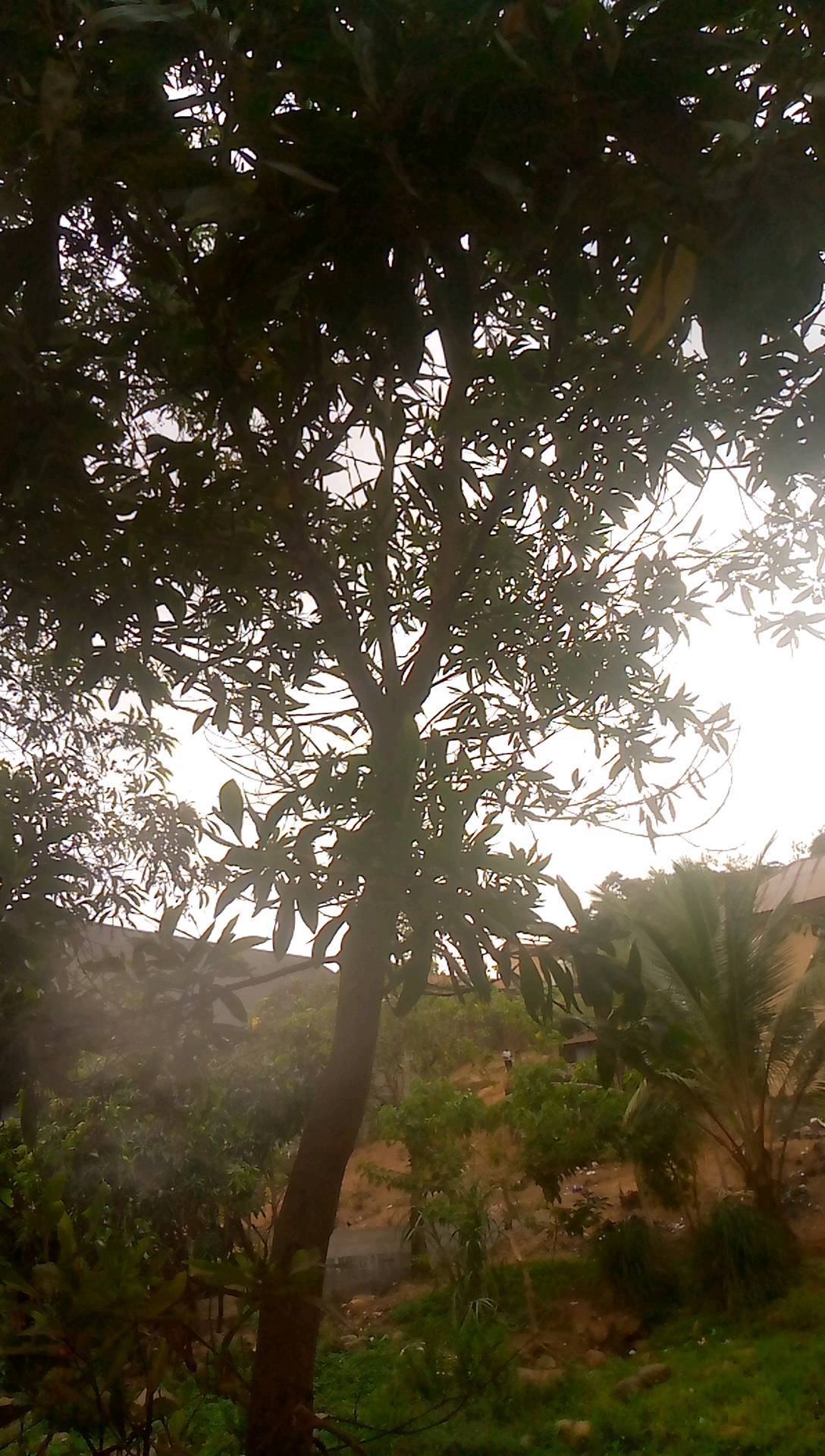 tree