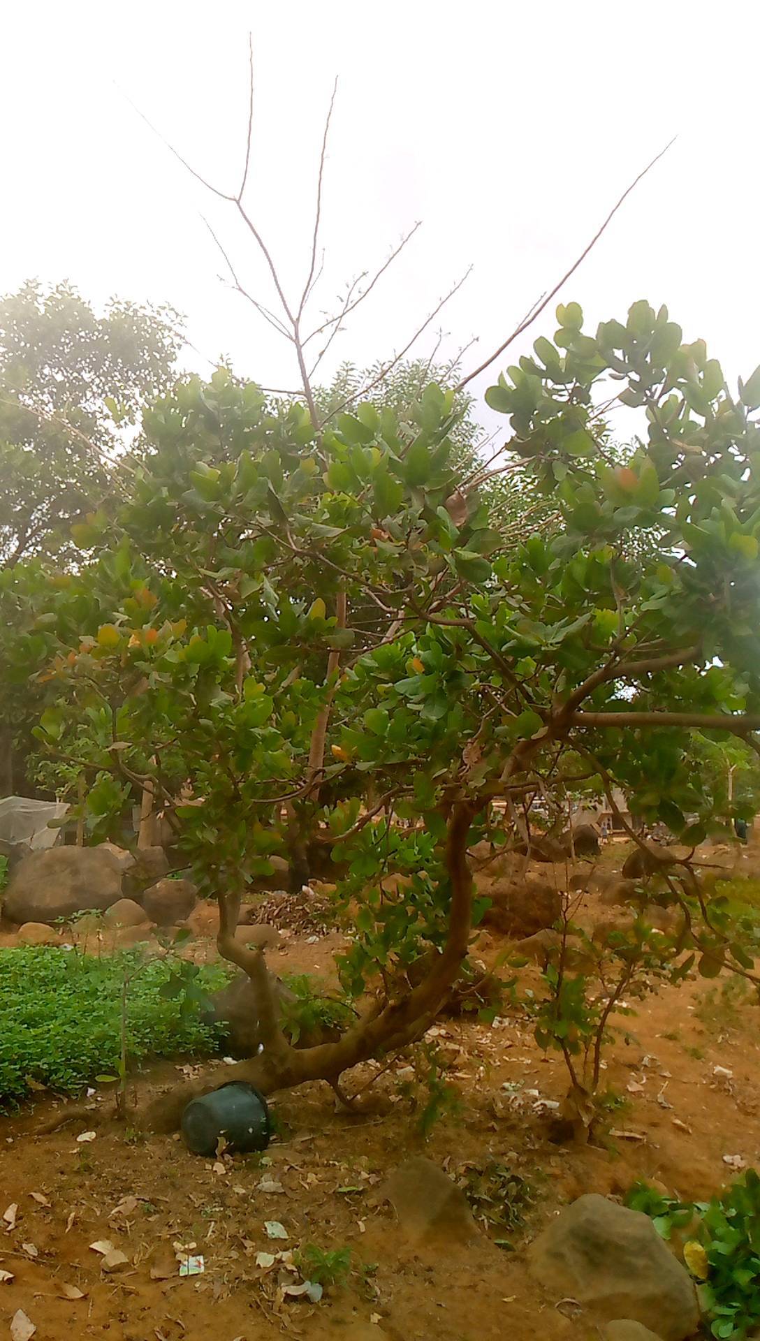 tree