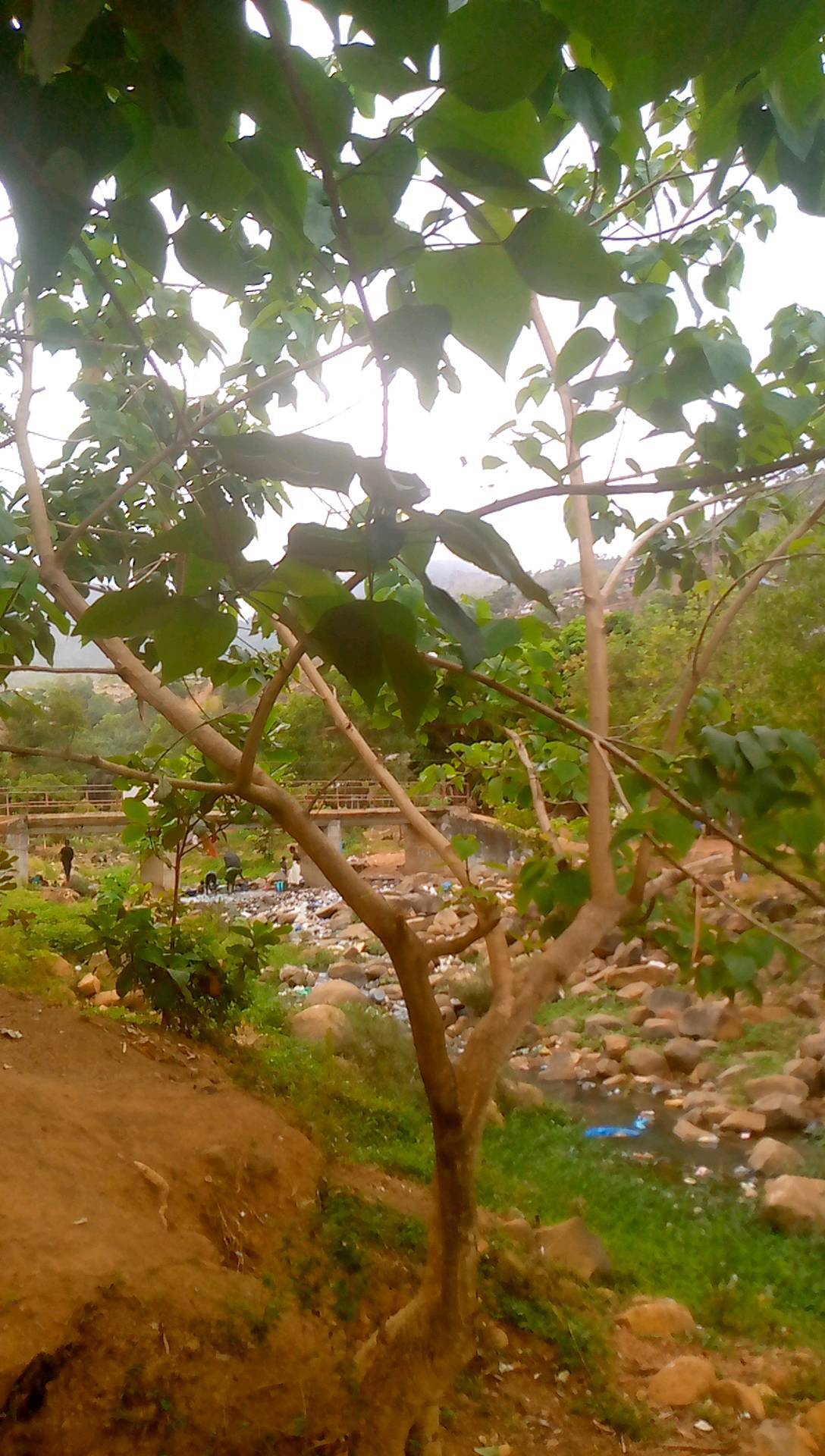tree