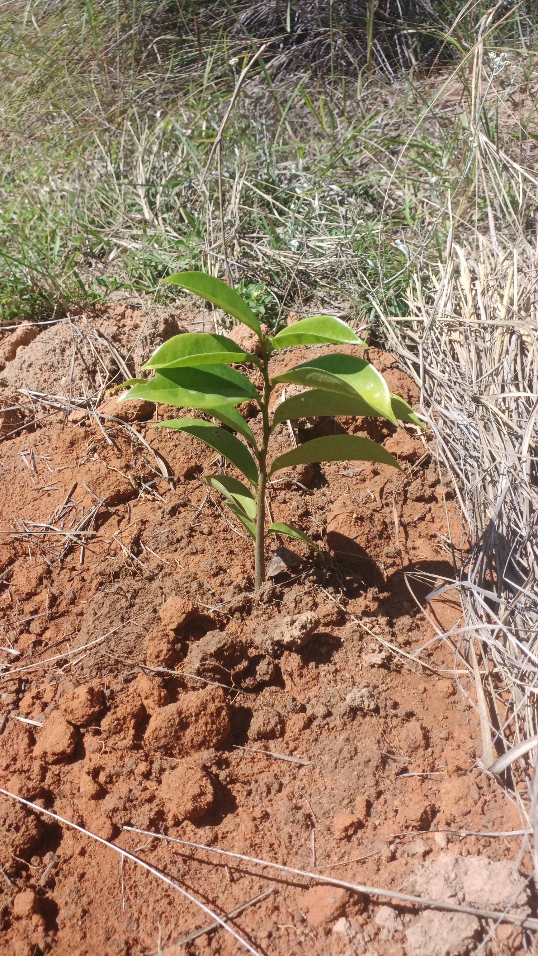 tree
