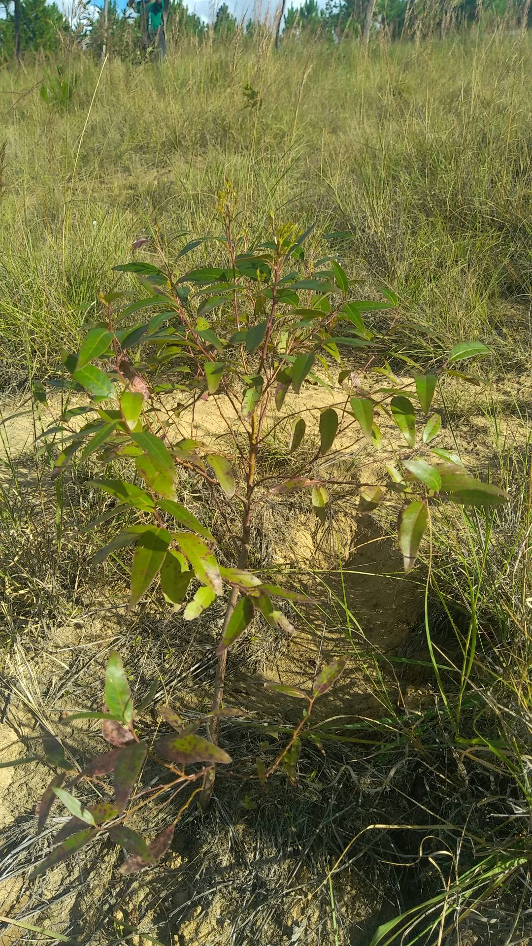 tree