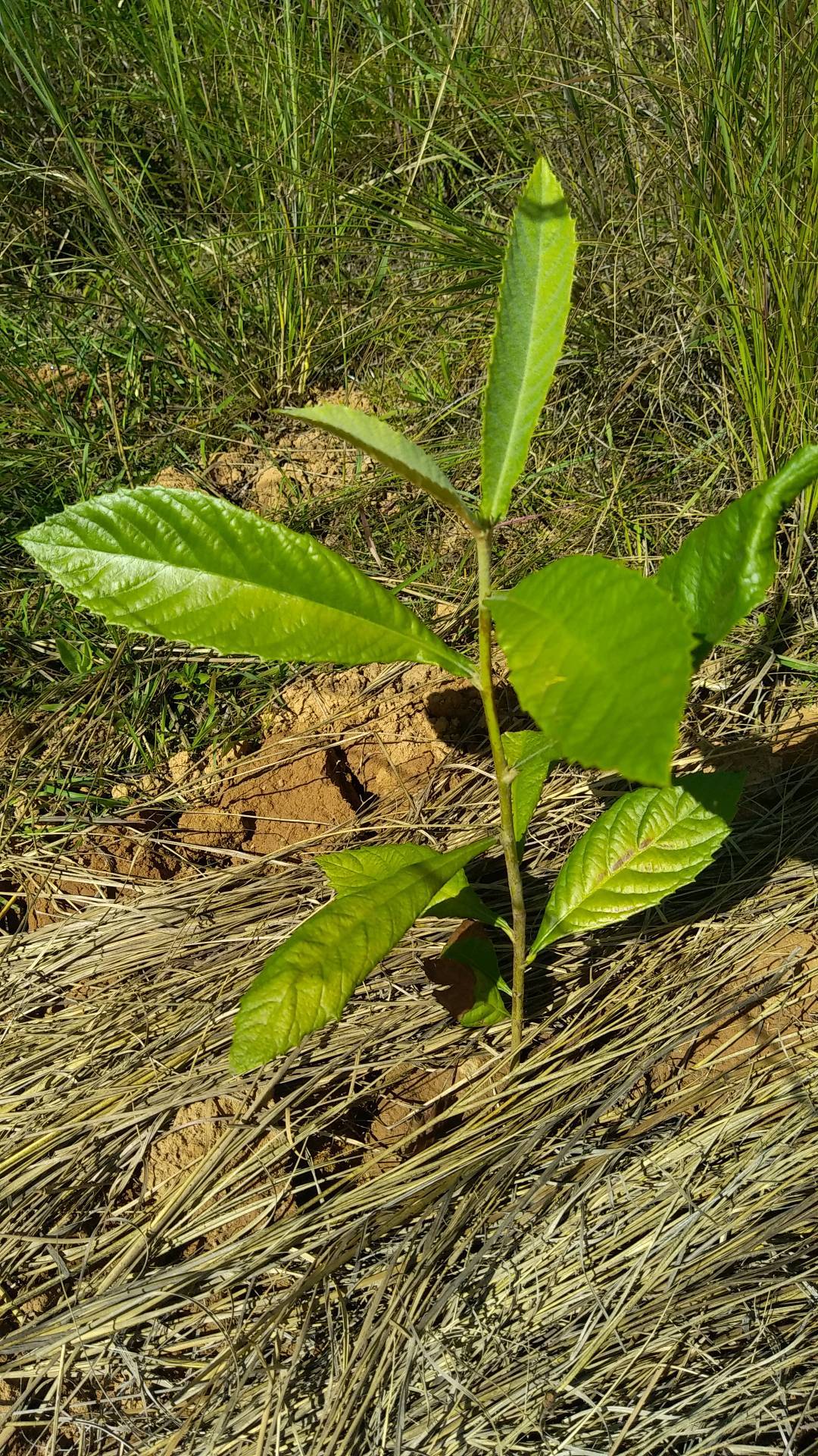 tree