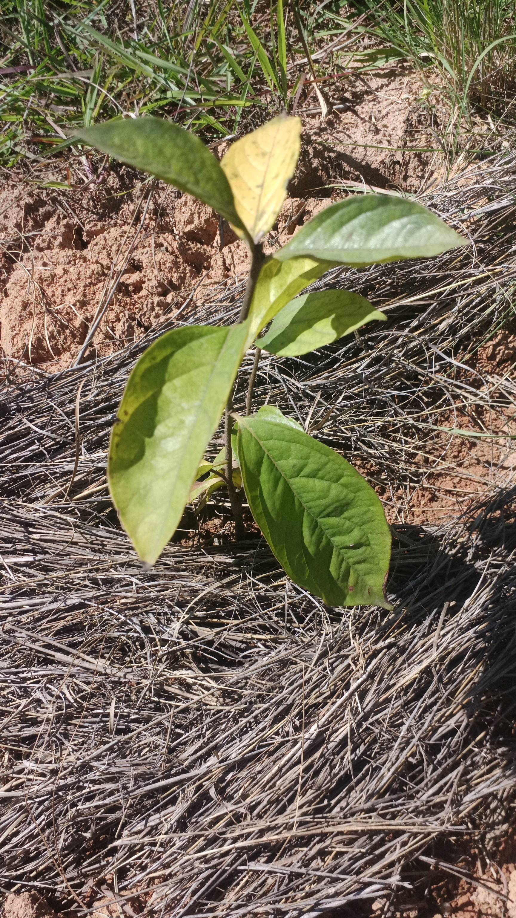 tree