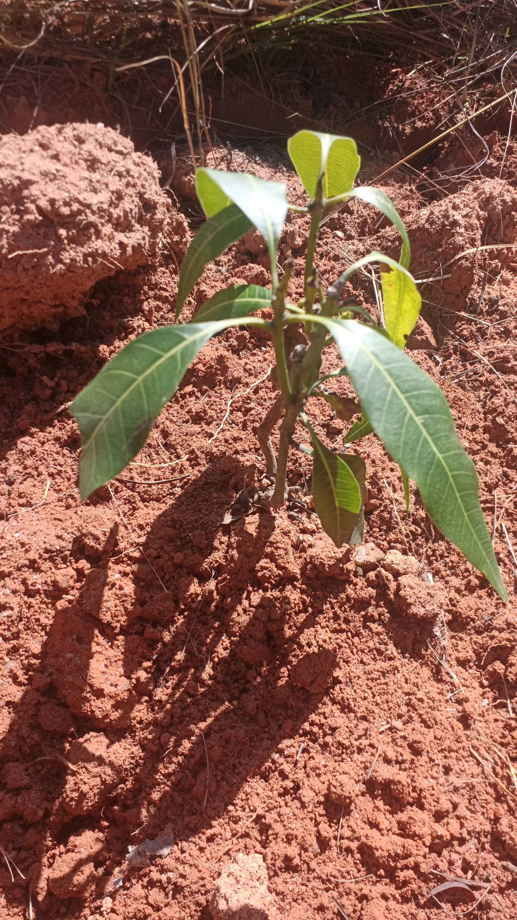 tree