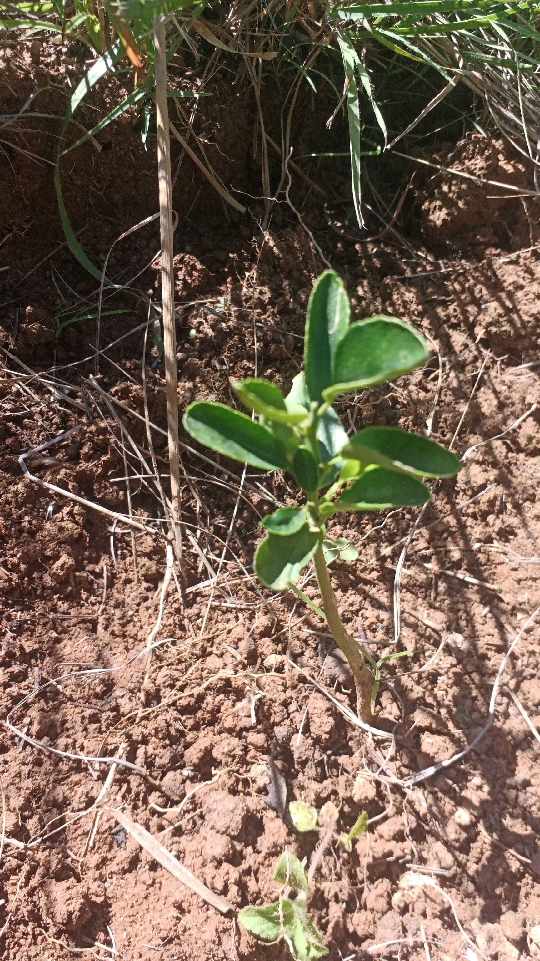 tree