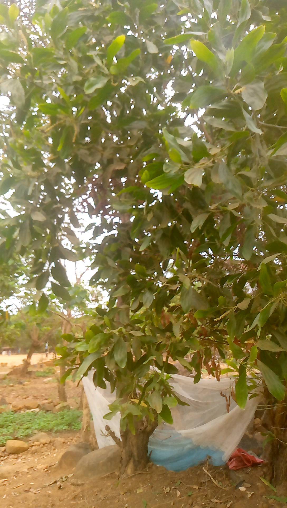 tree
