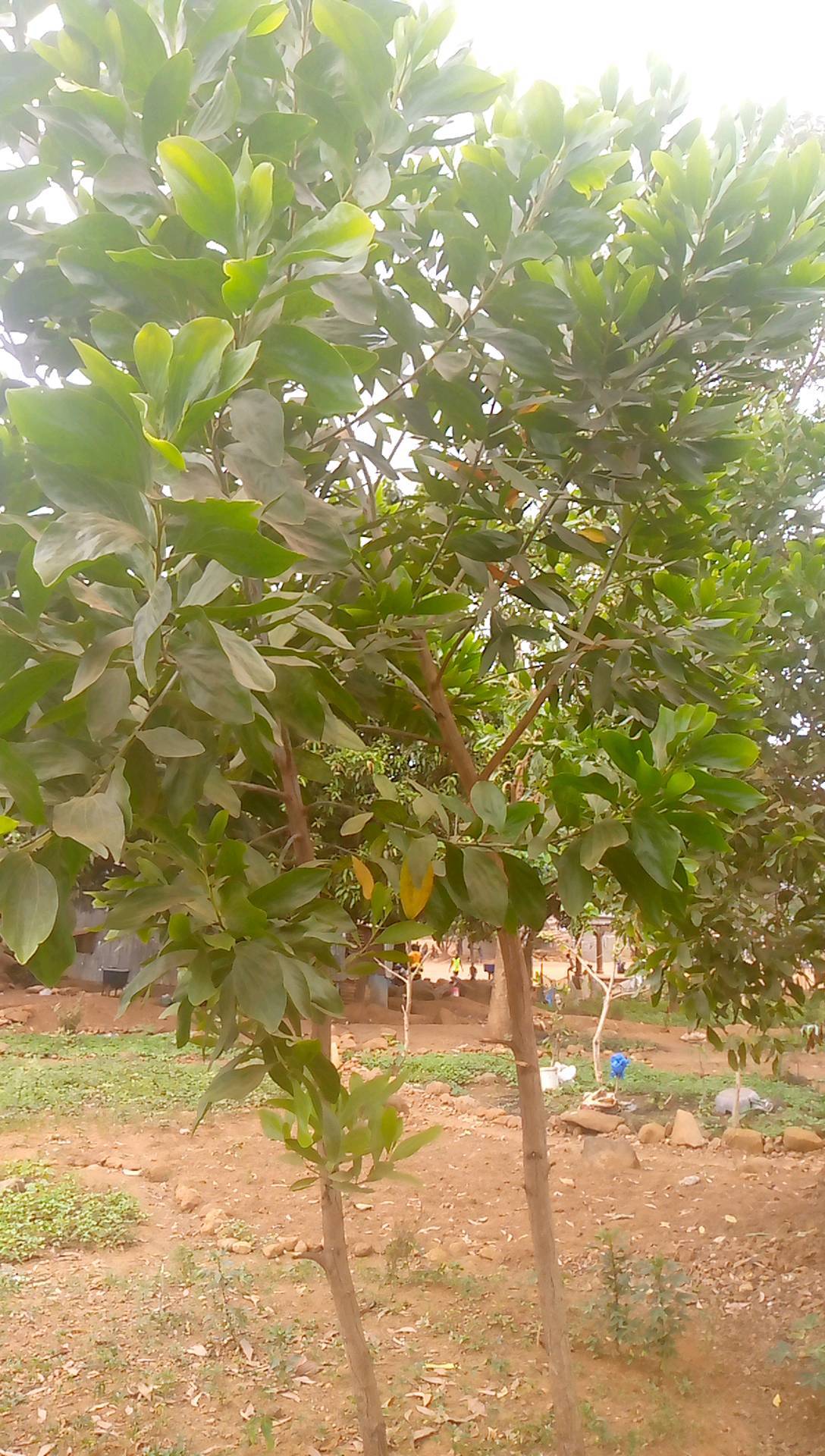 tree
