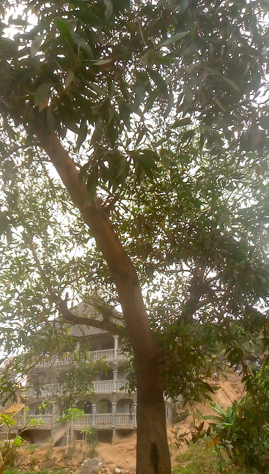 tree