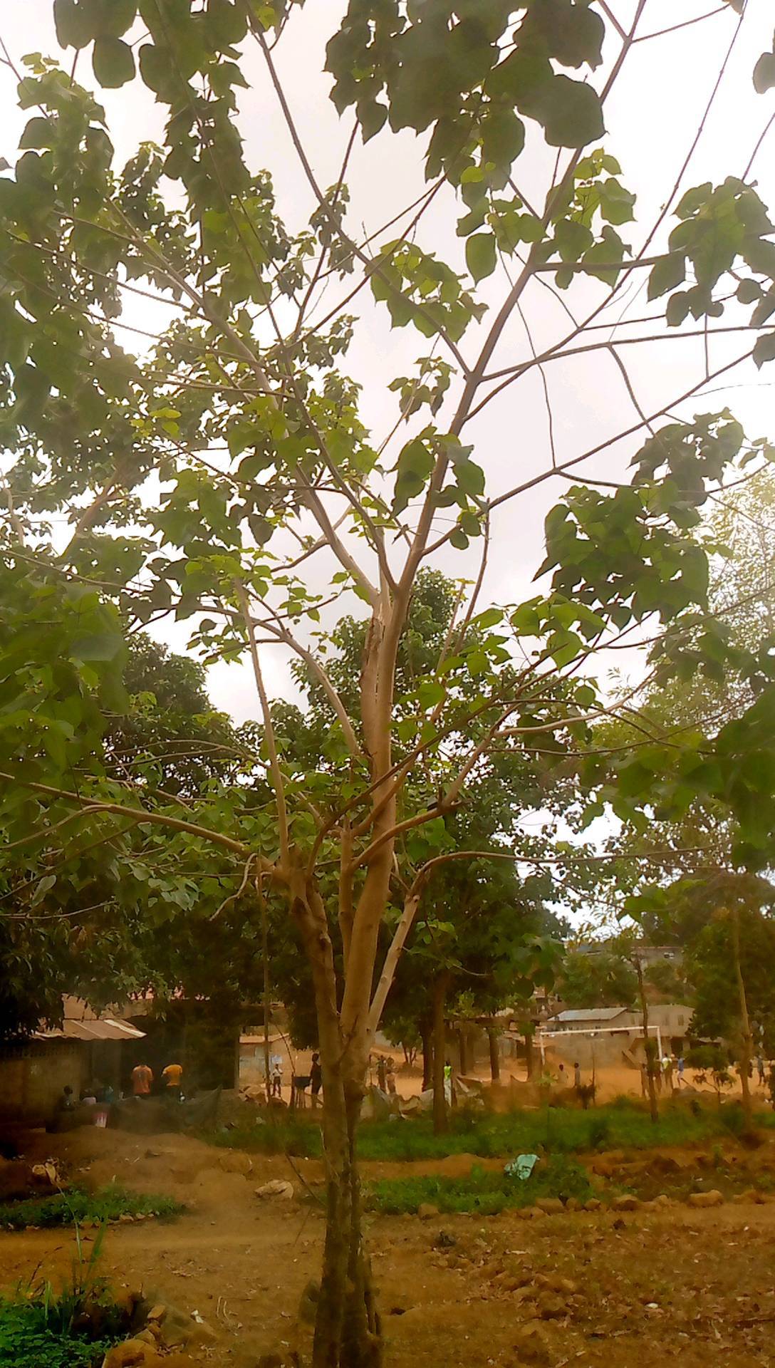 tree
