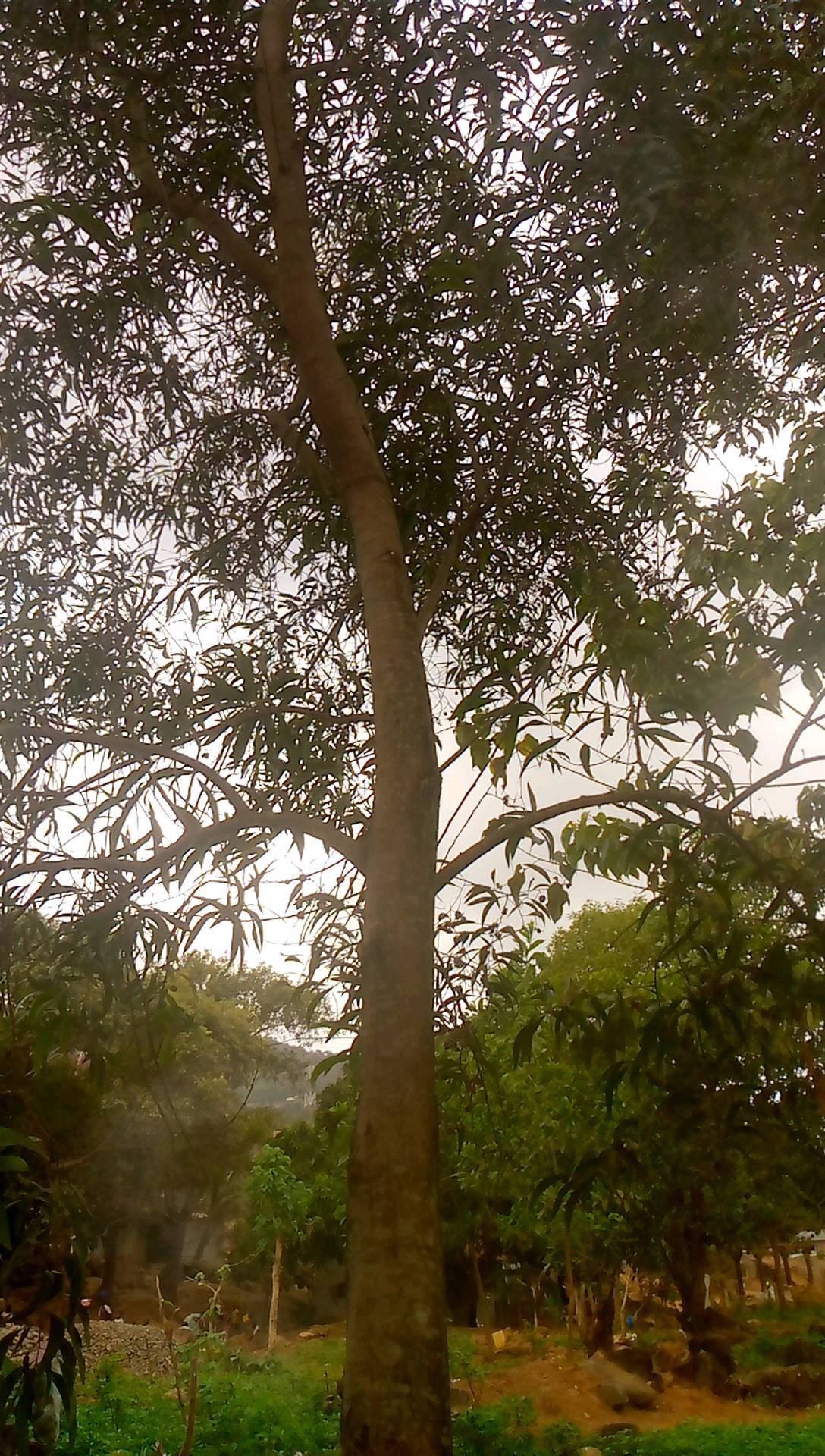 tree