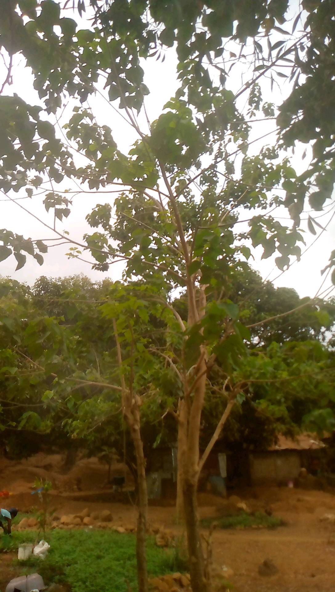 tree