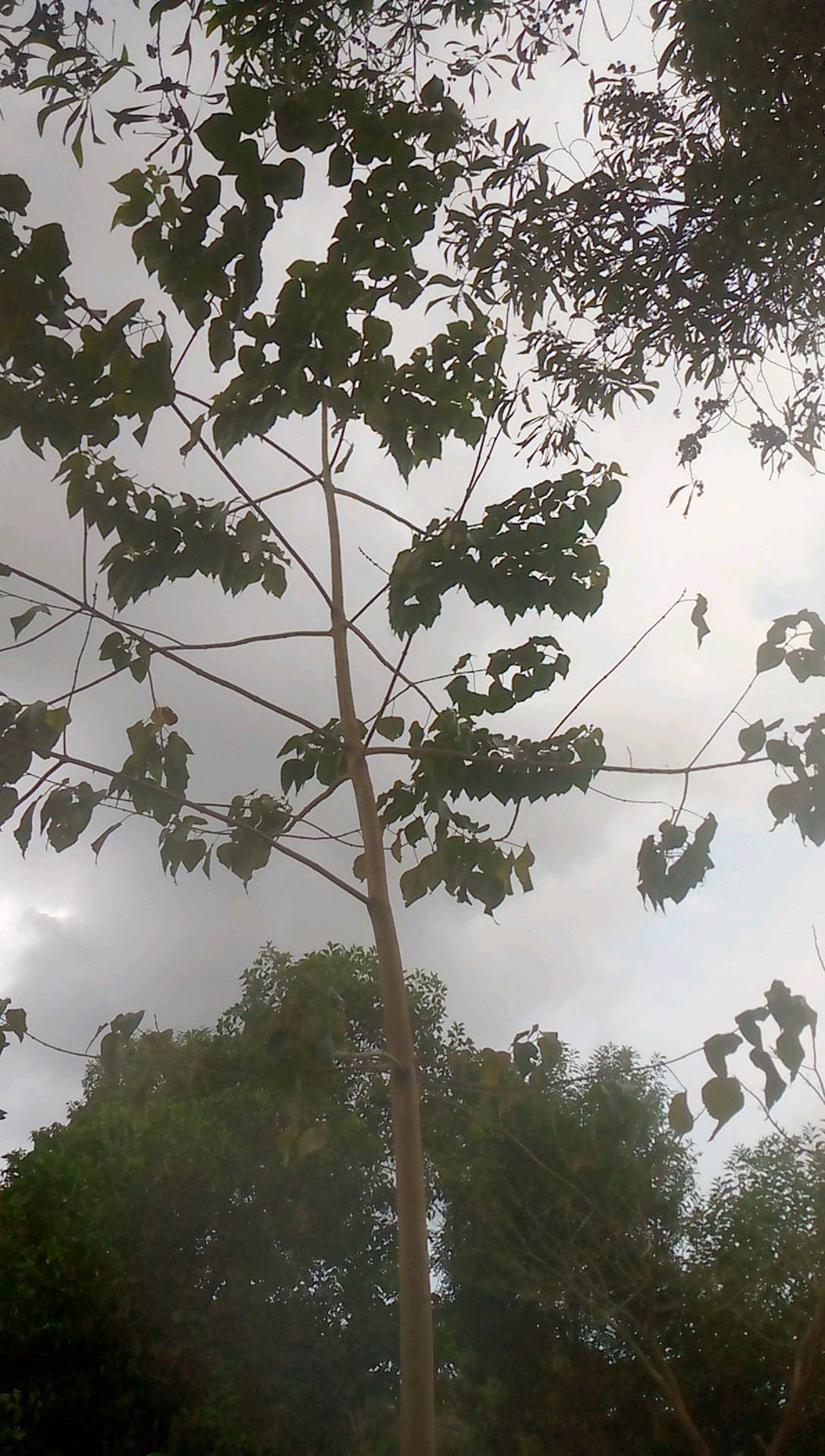 tree