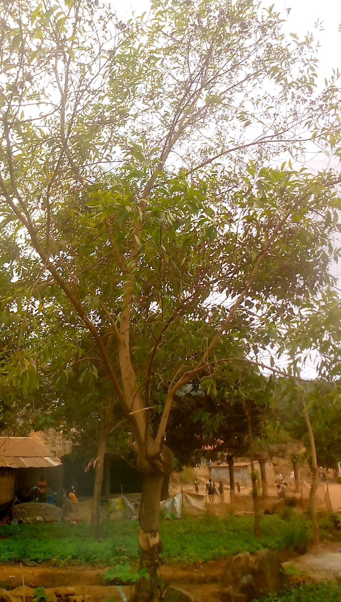 tree