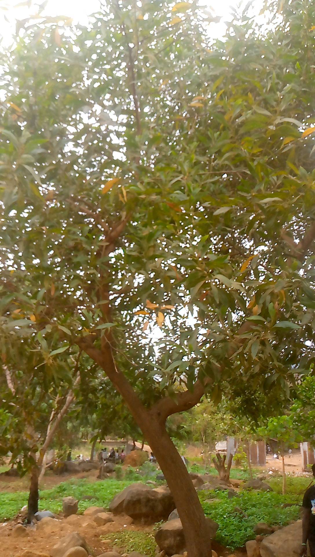 tree