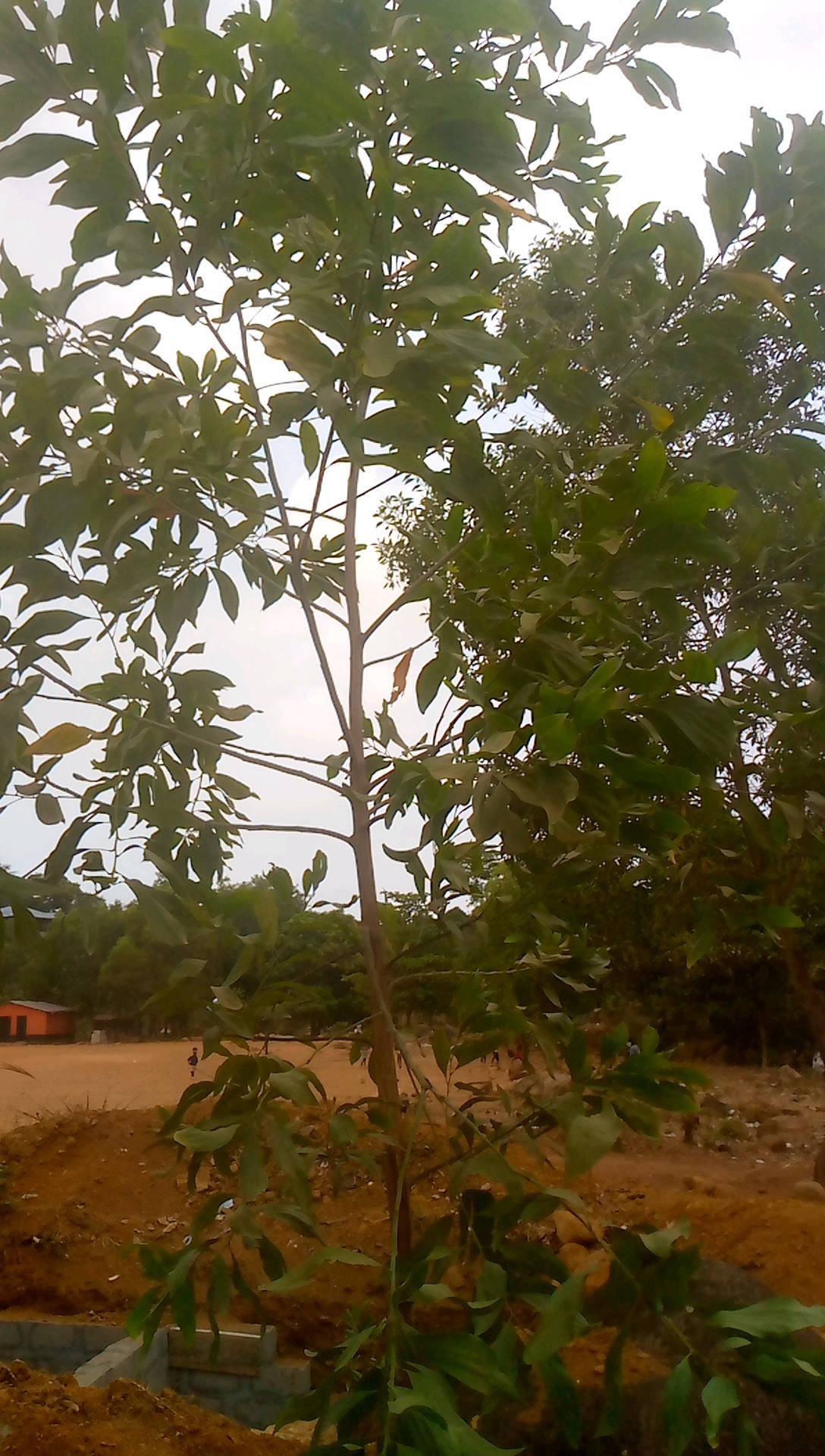 tree