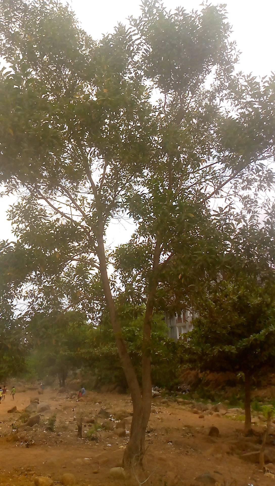 tree