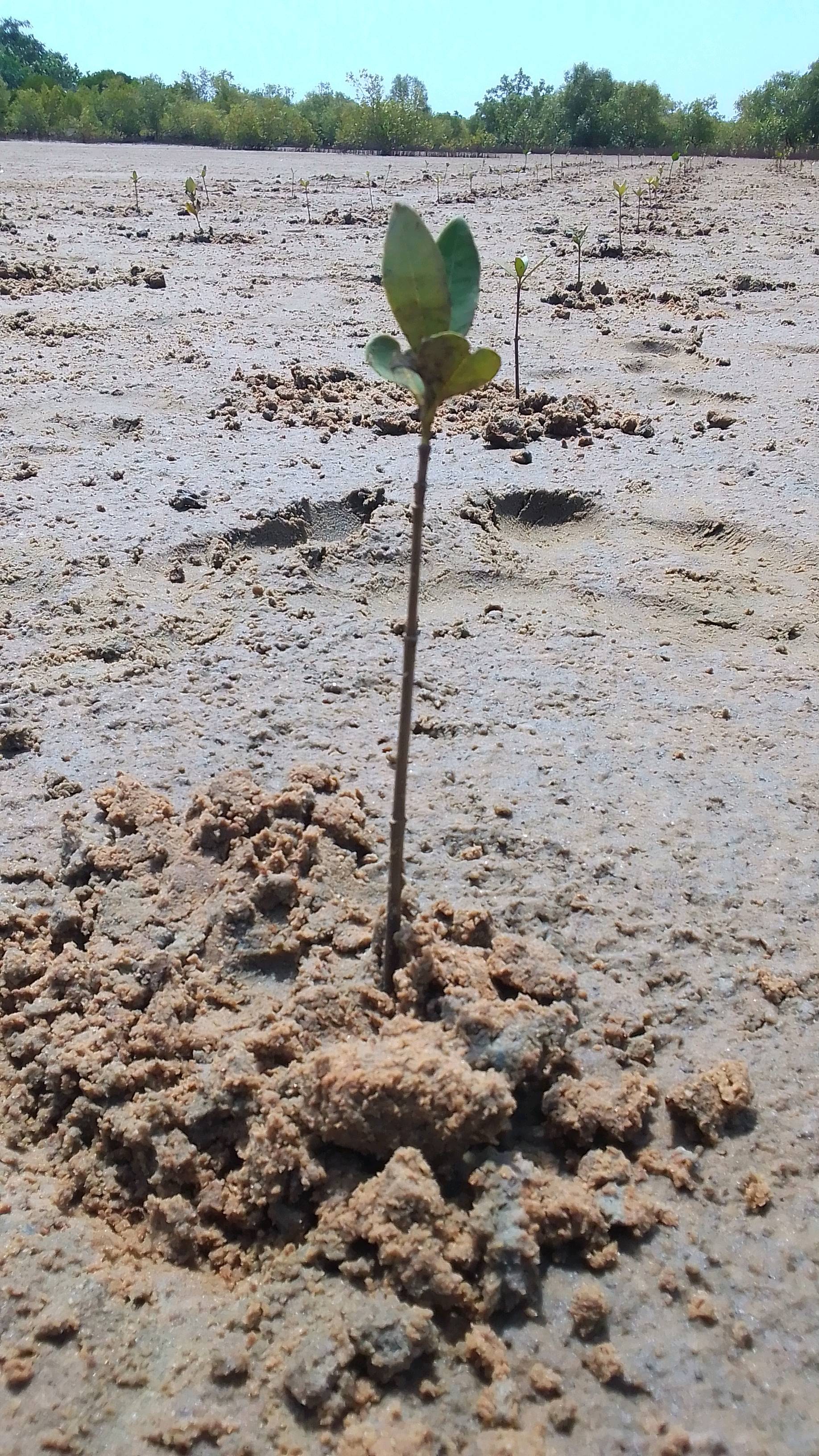 tree