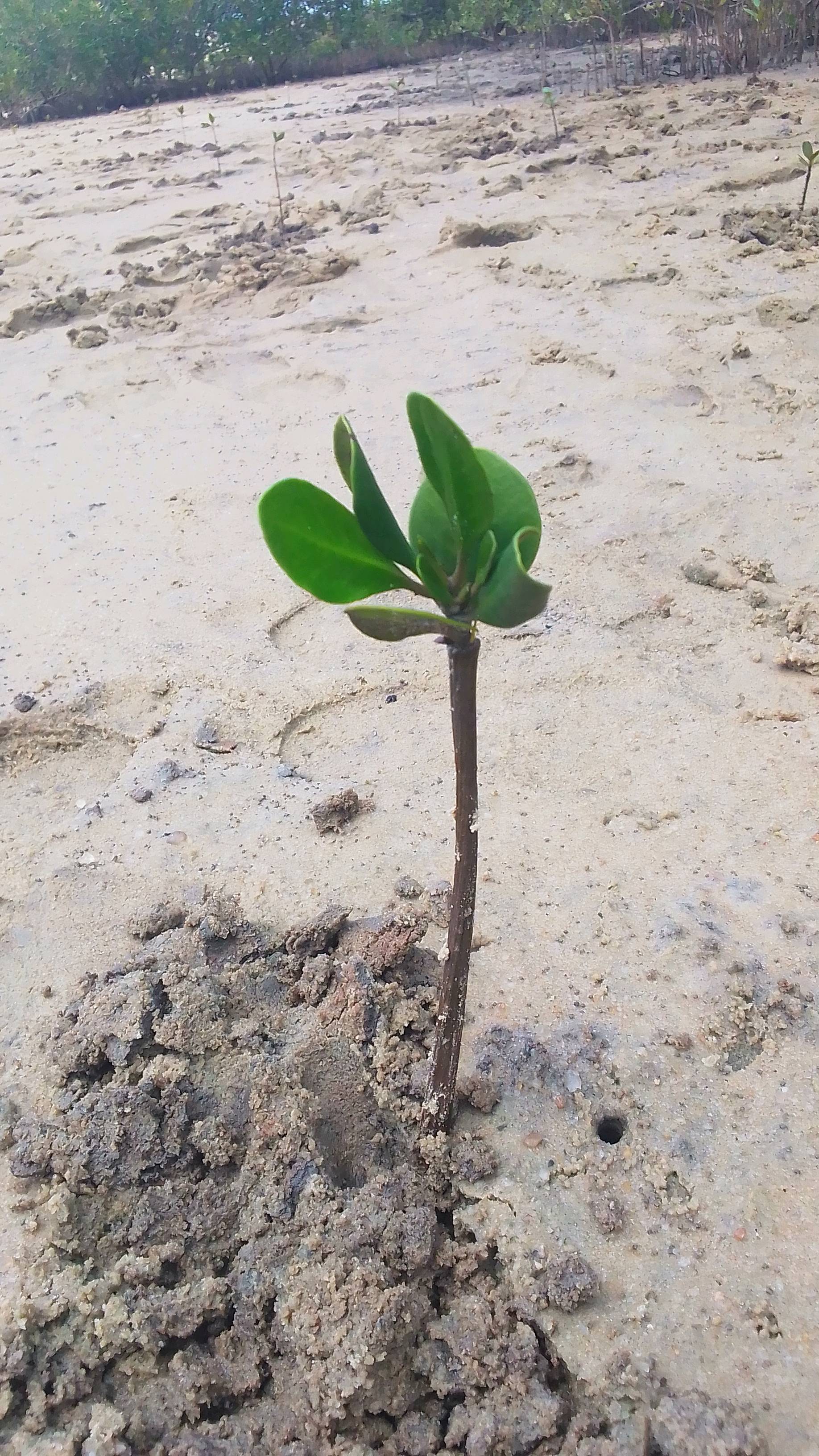 tree