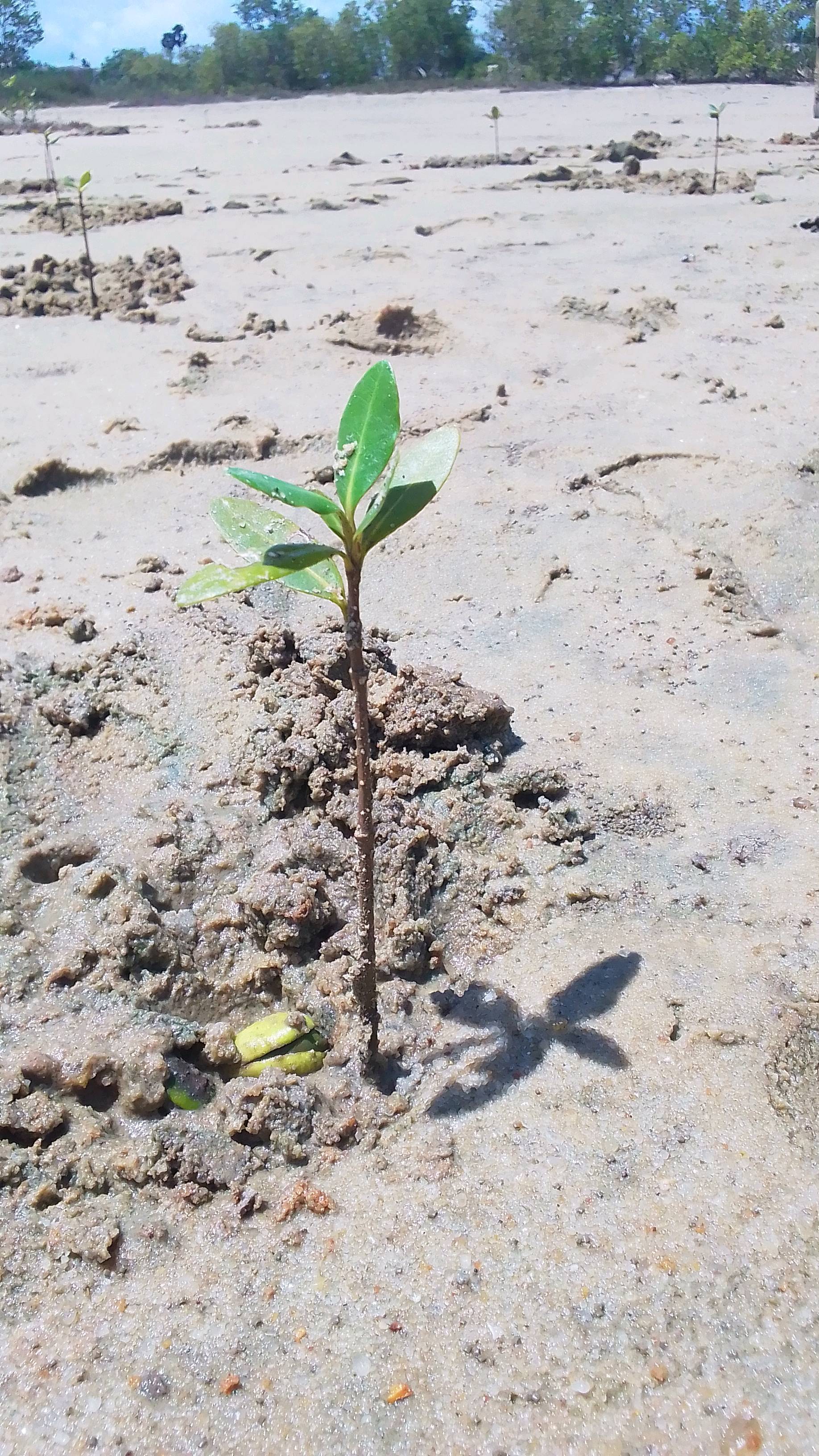 tree