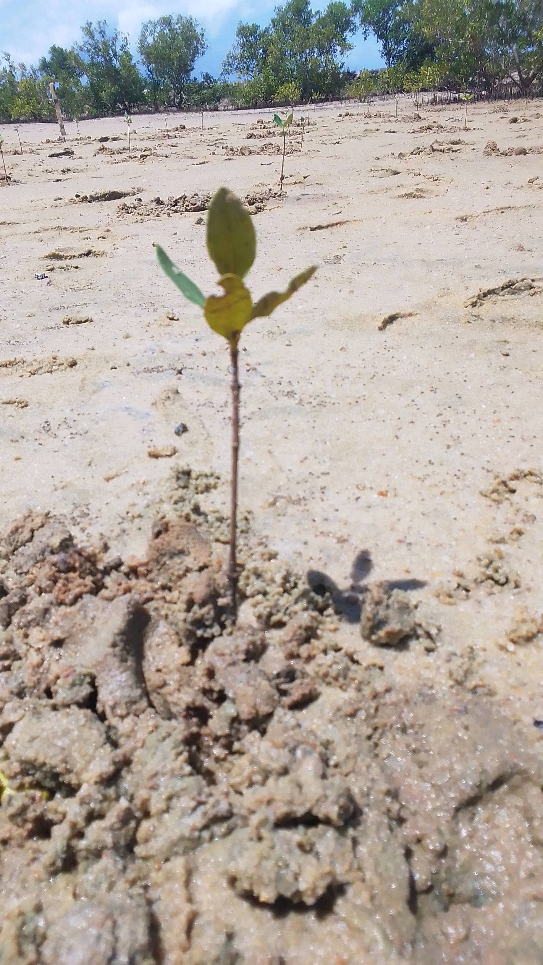 tree