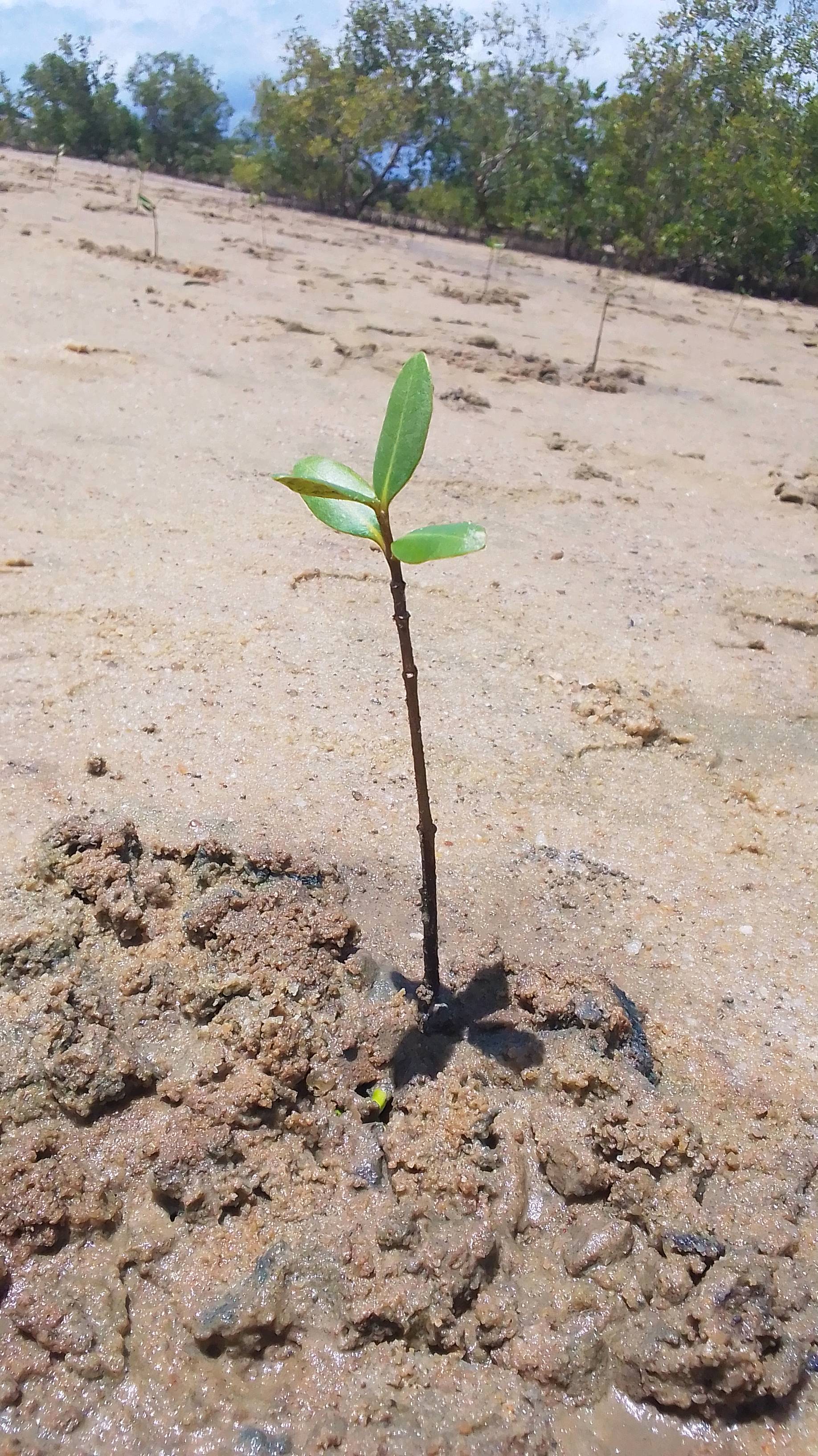 tree