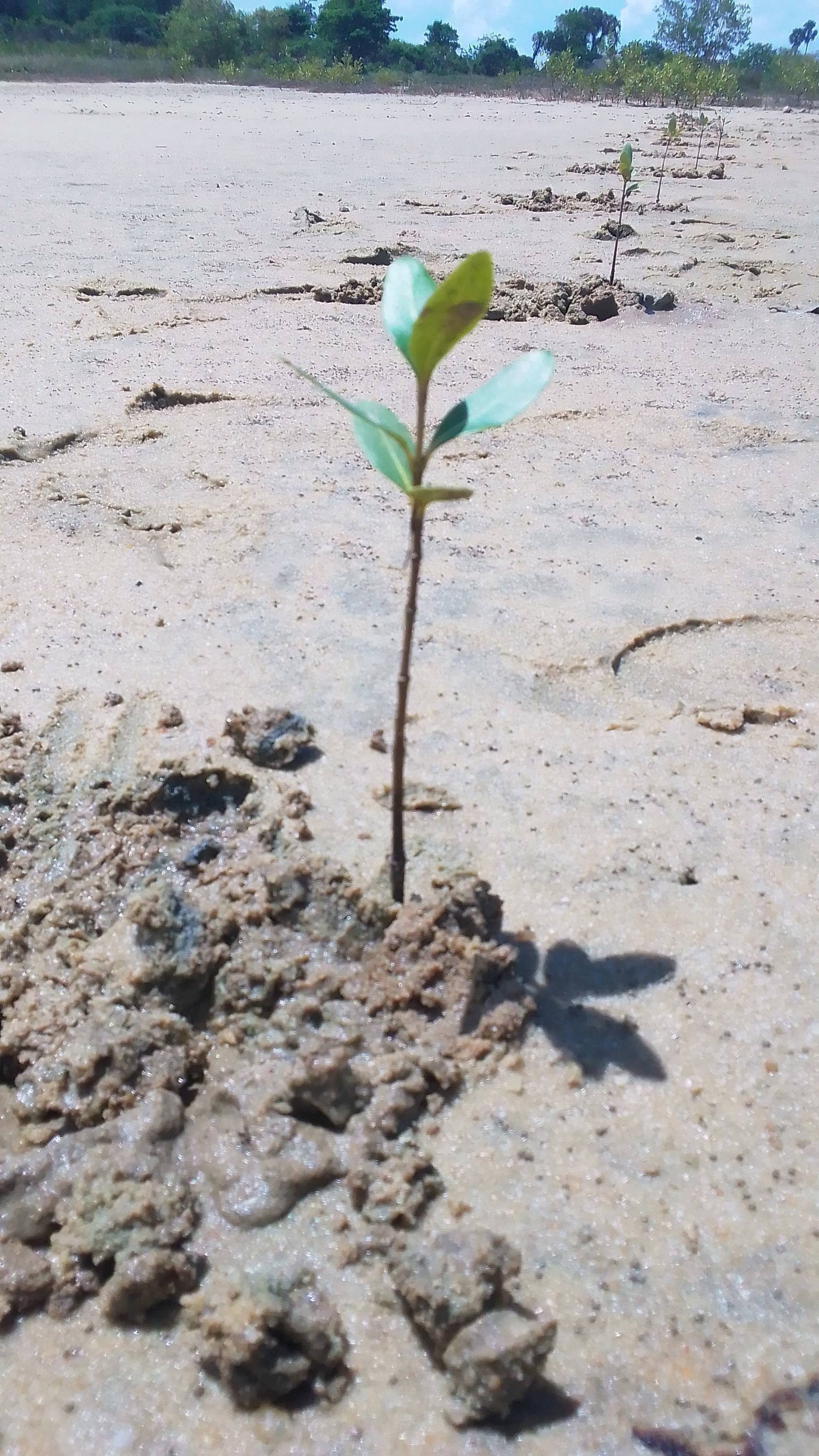 tree
