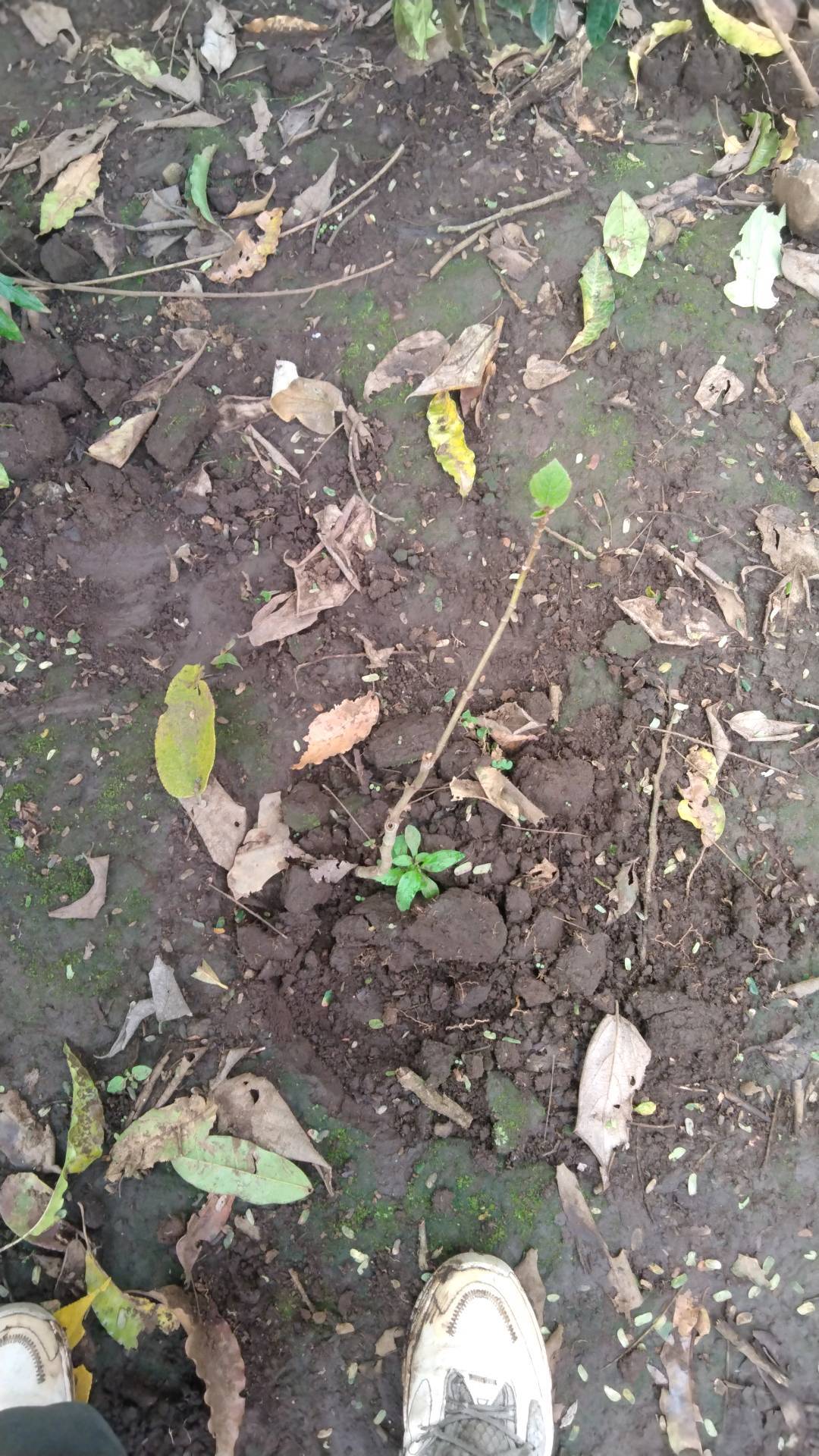 tree
