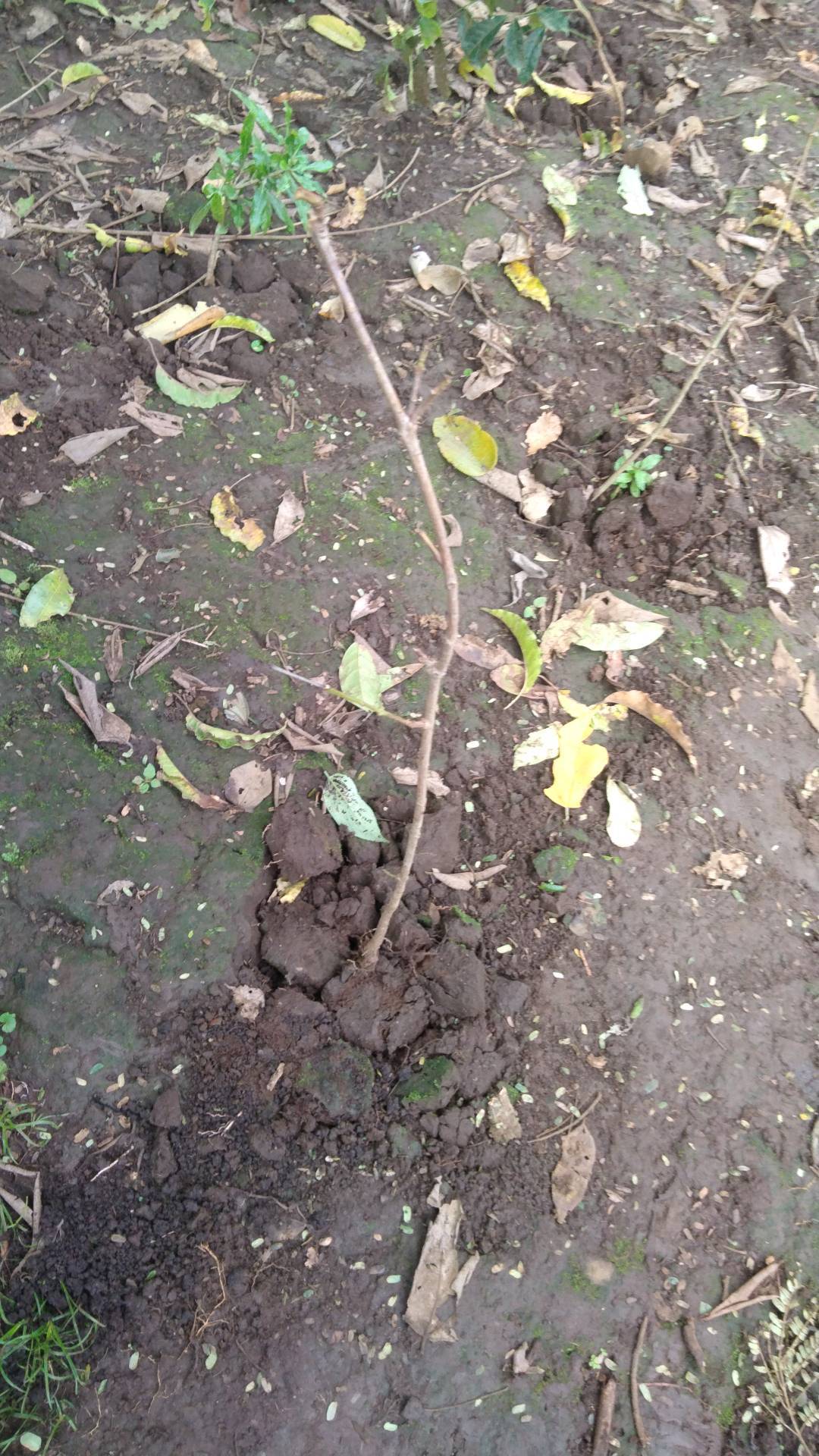 tree