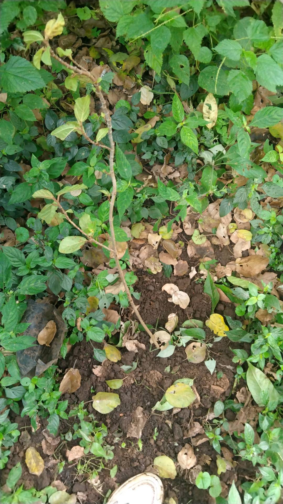 tree