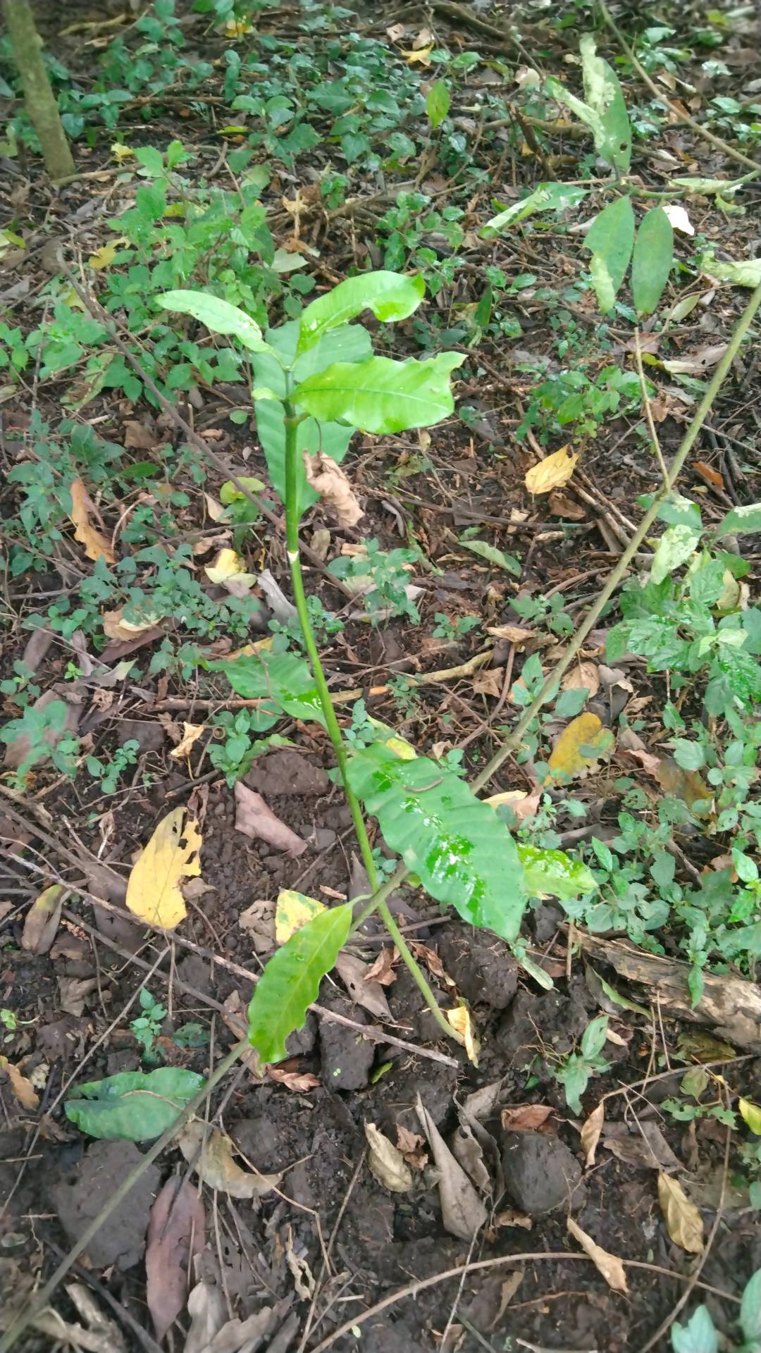 tree