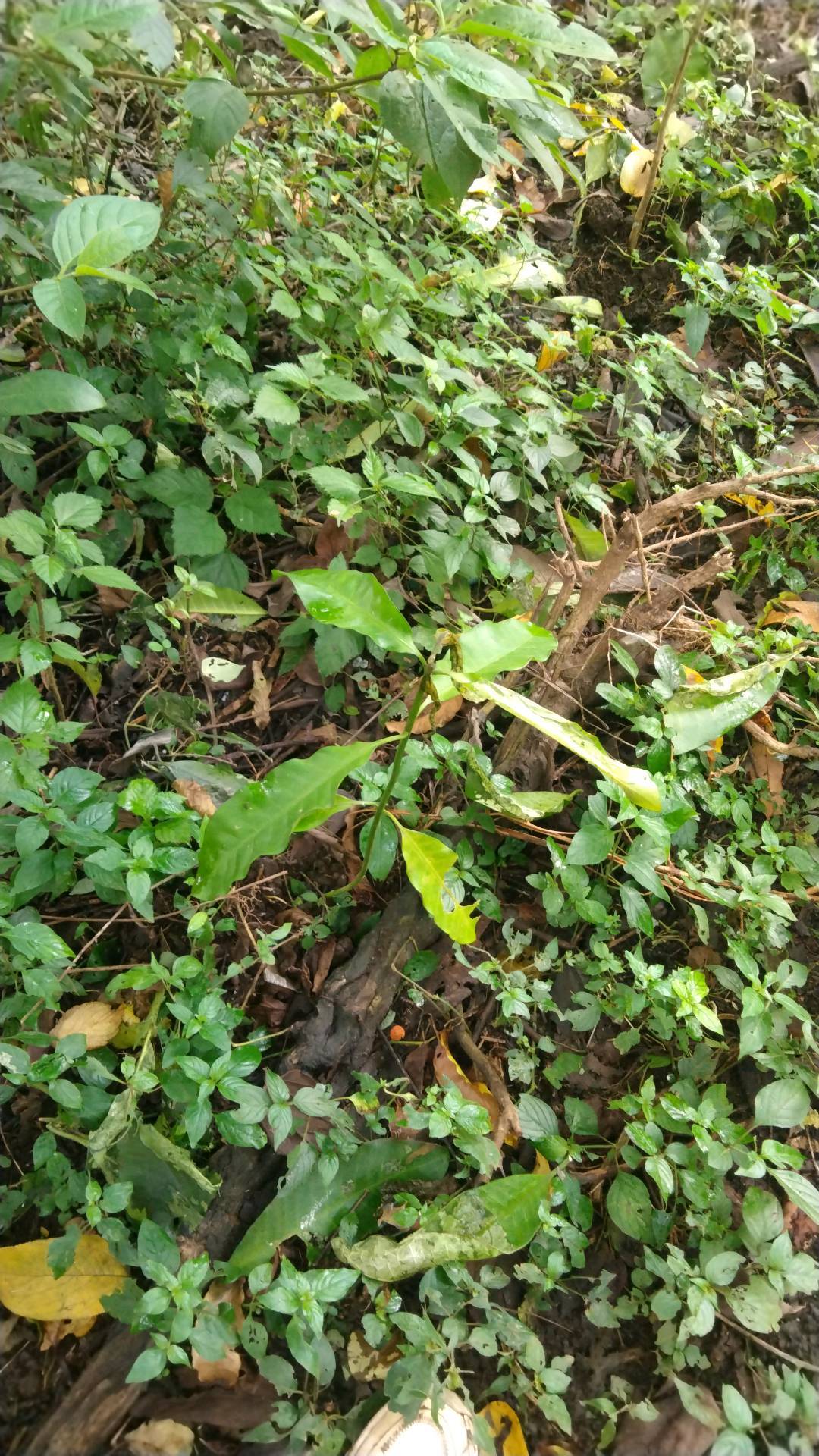 tree