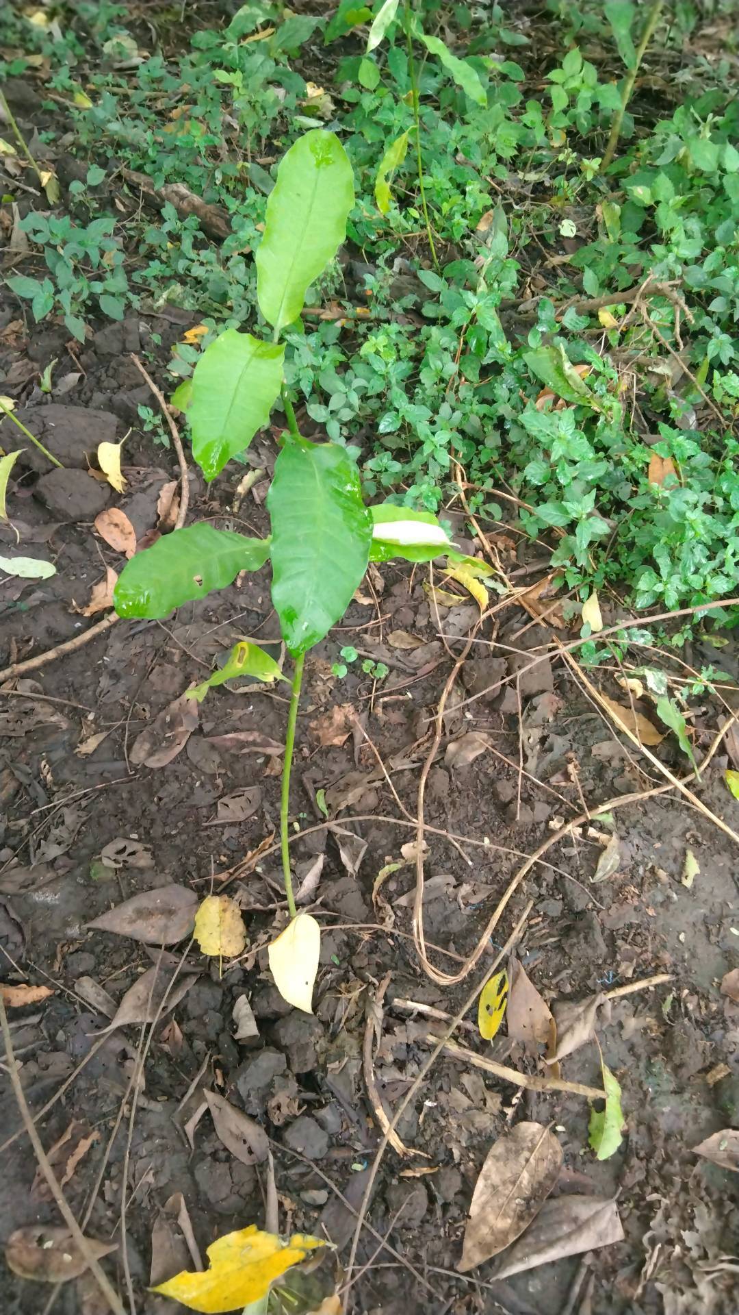 tree