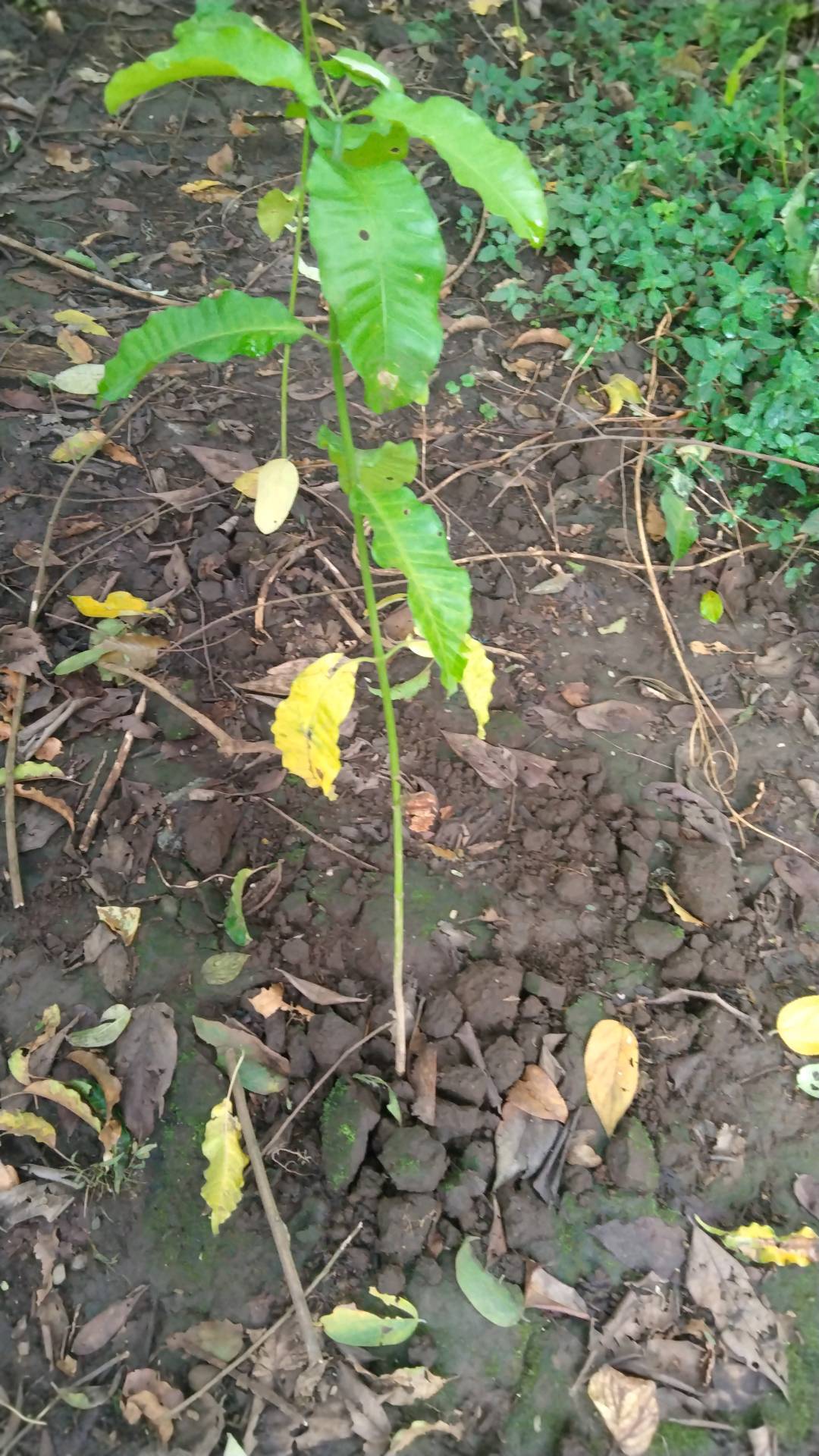 tree