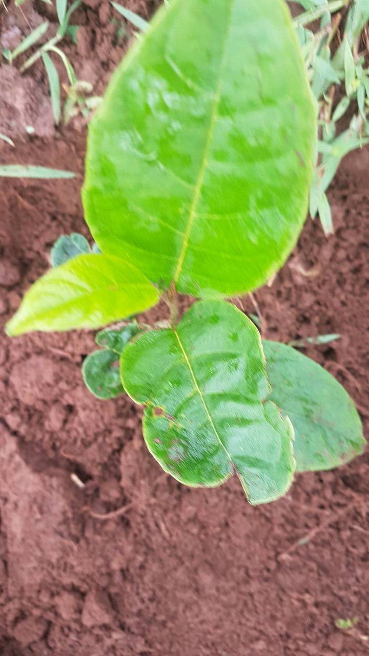 tree