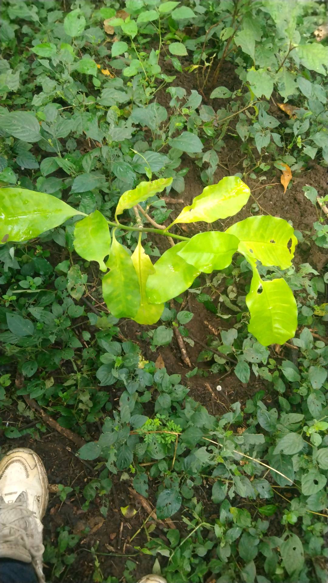 tree