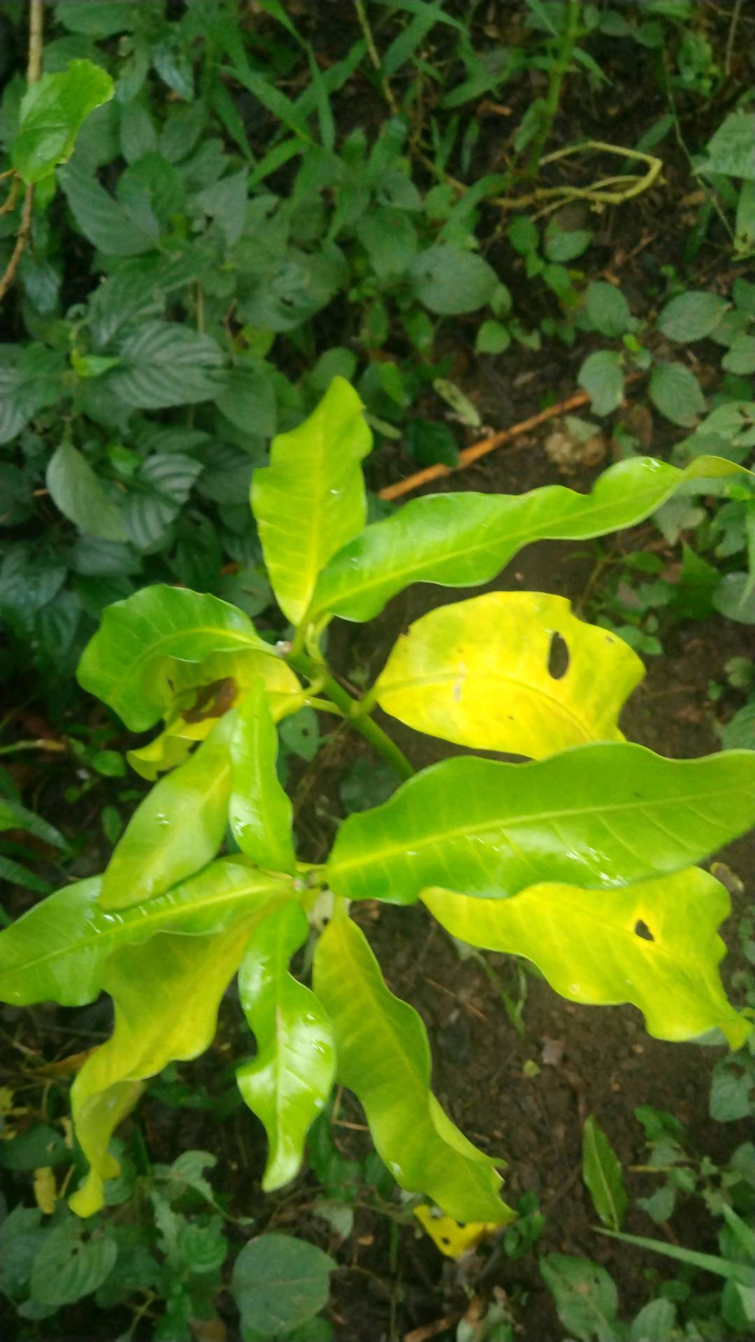 tree