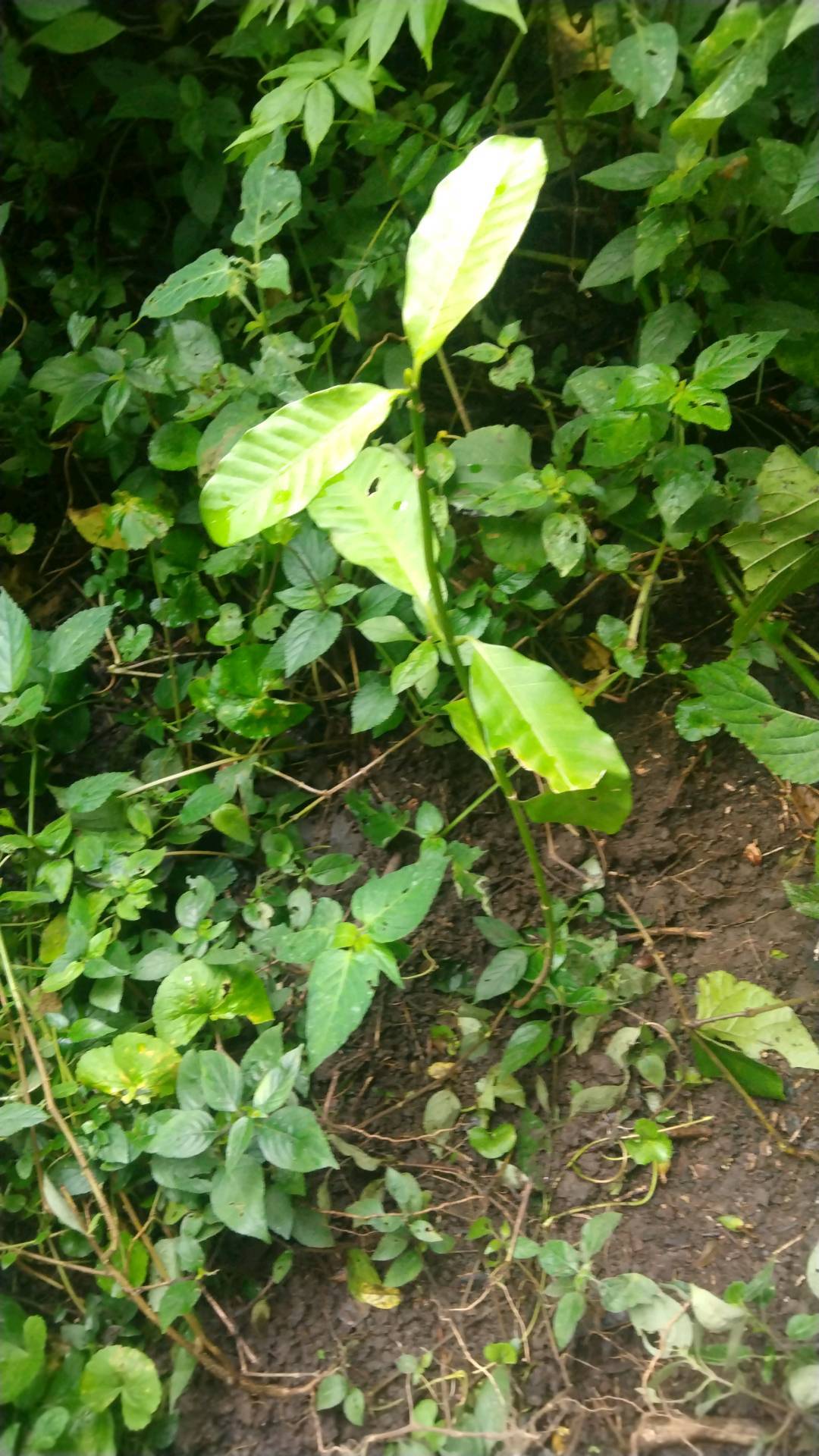 tree