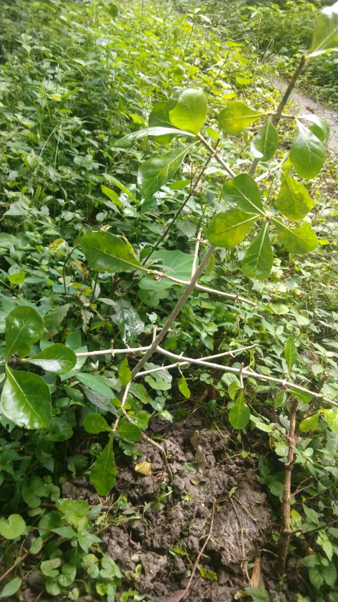 tree