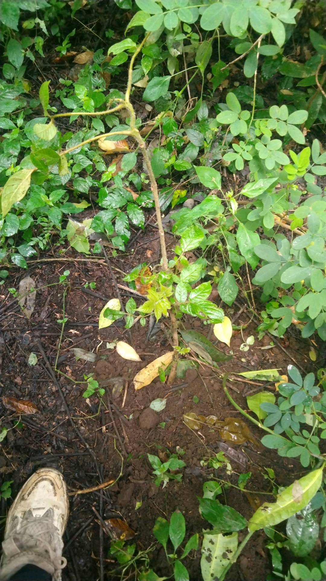 tree