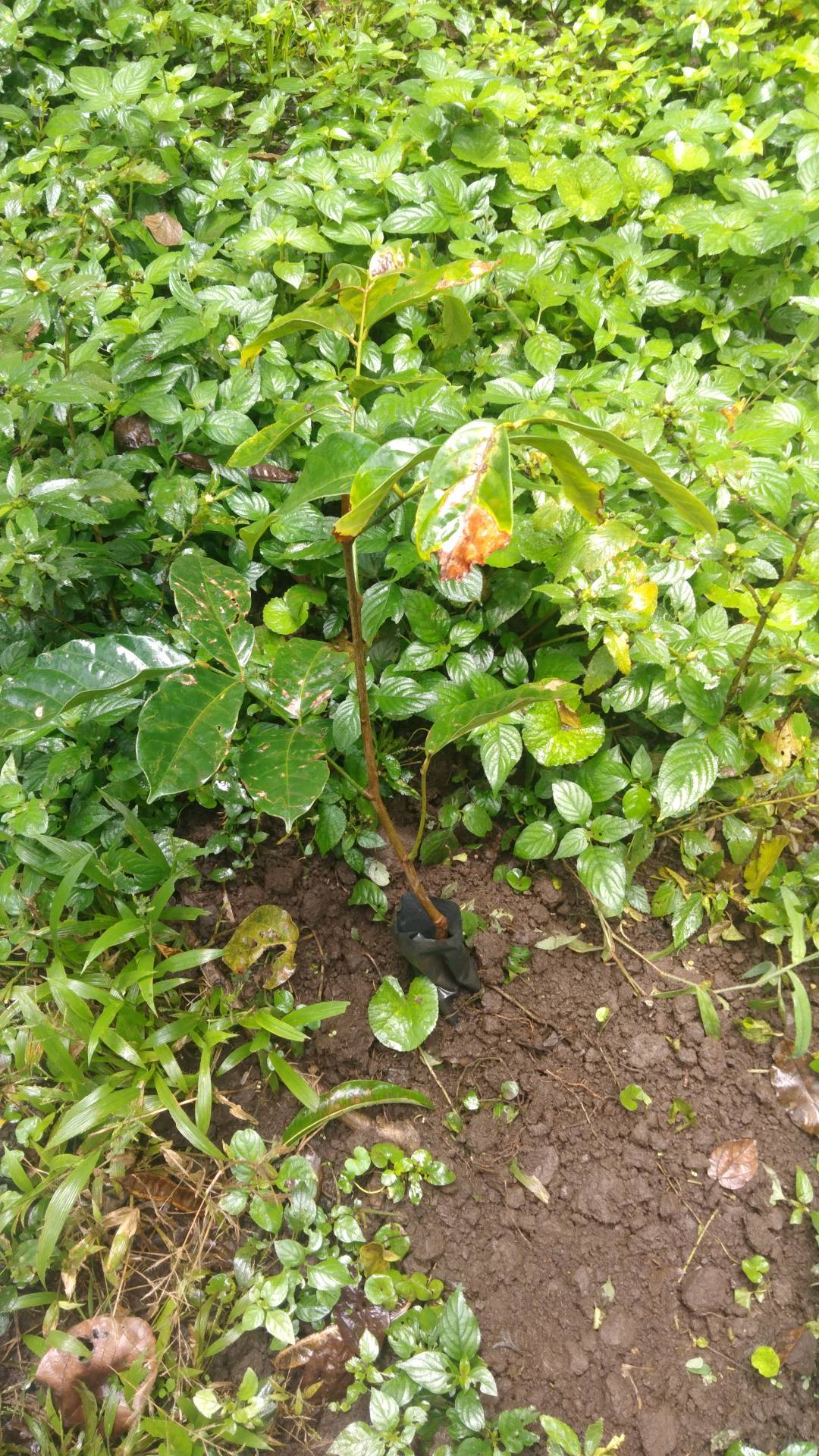 tree
