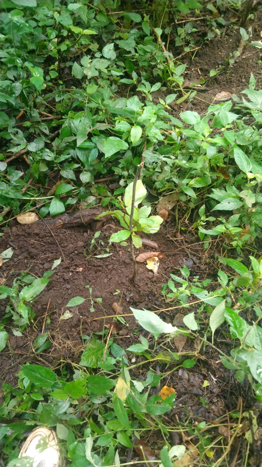 tree