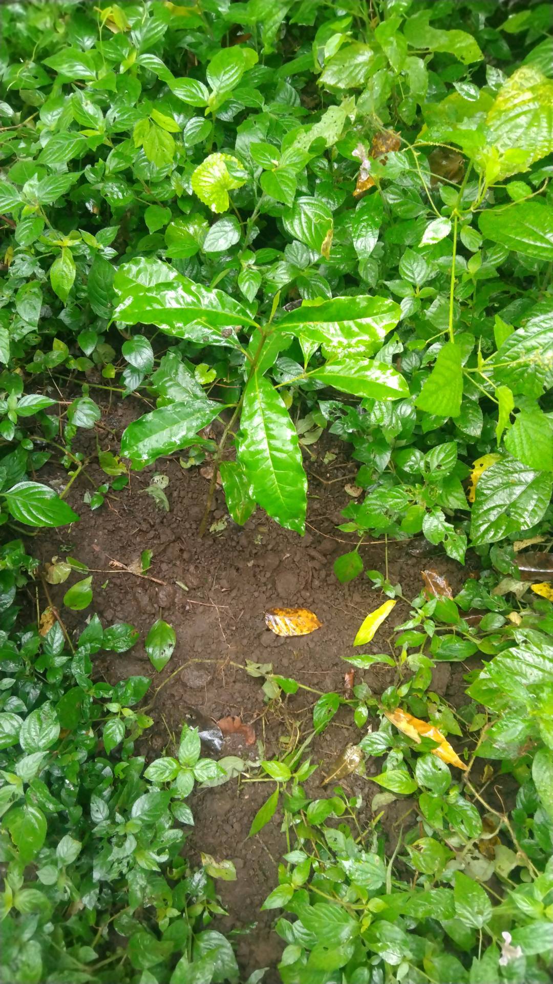 tree