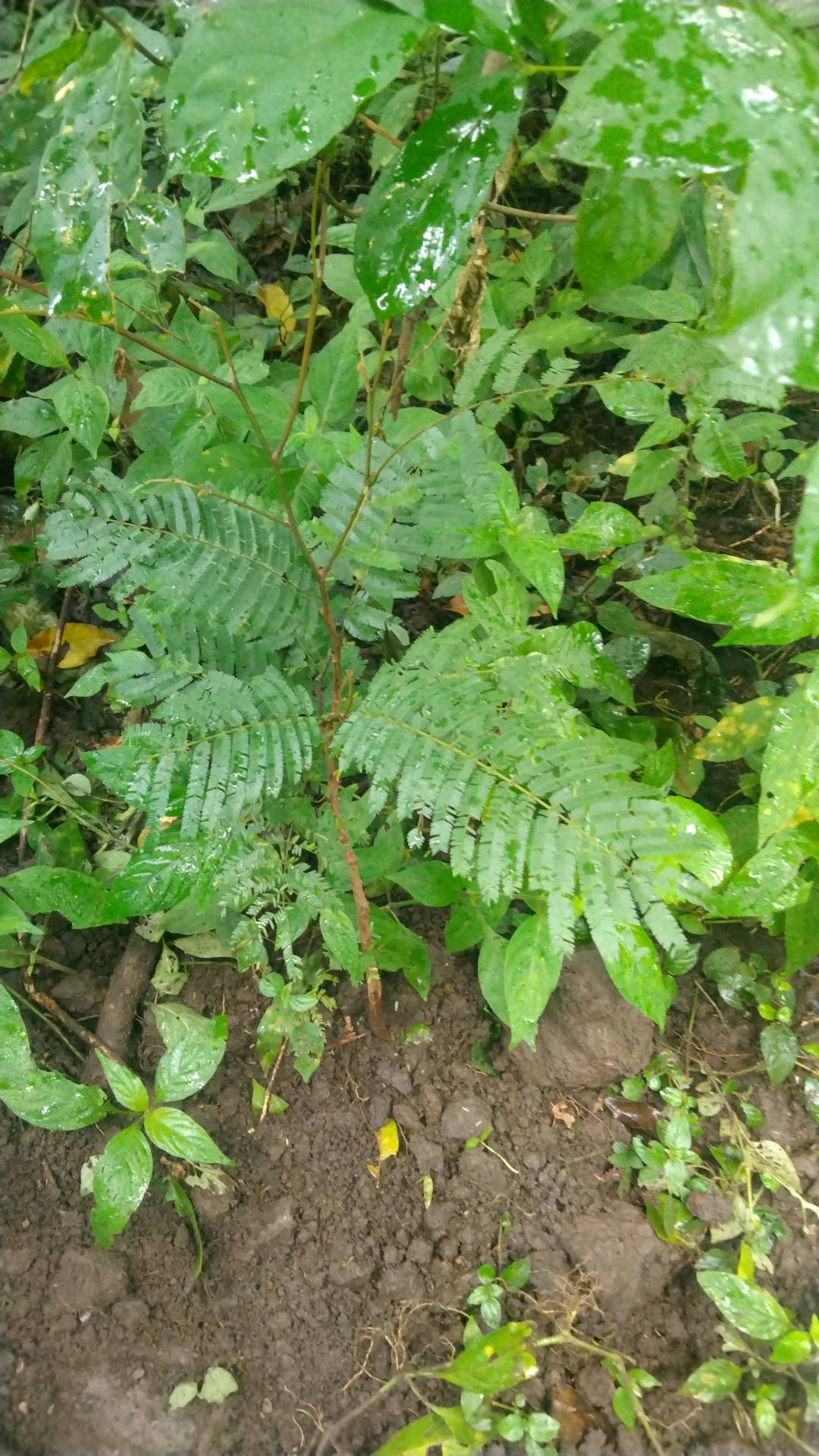 tree