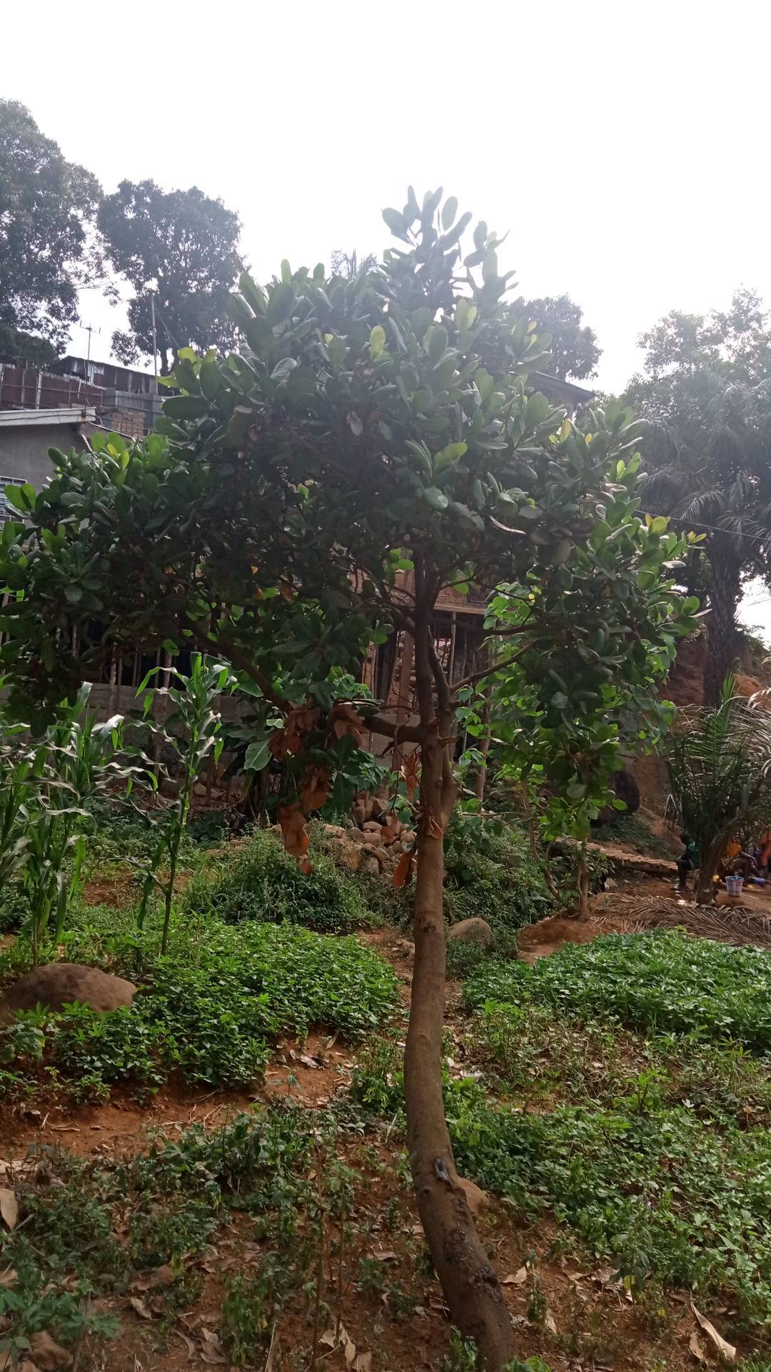 tree