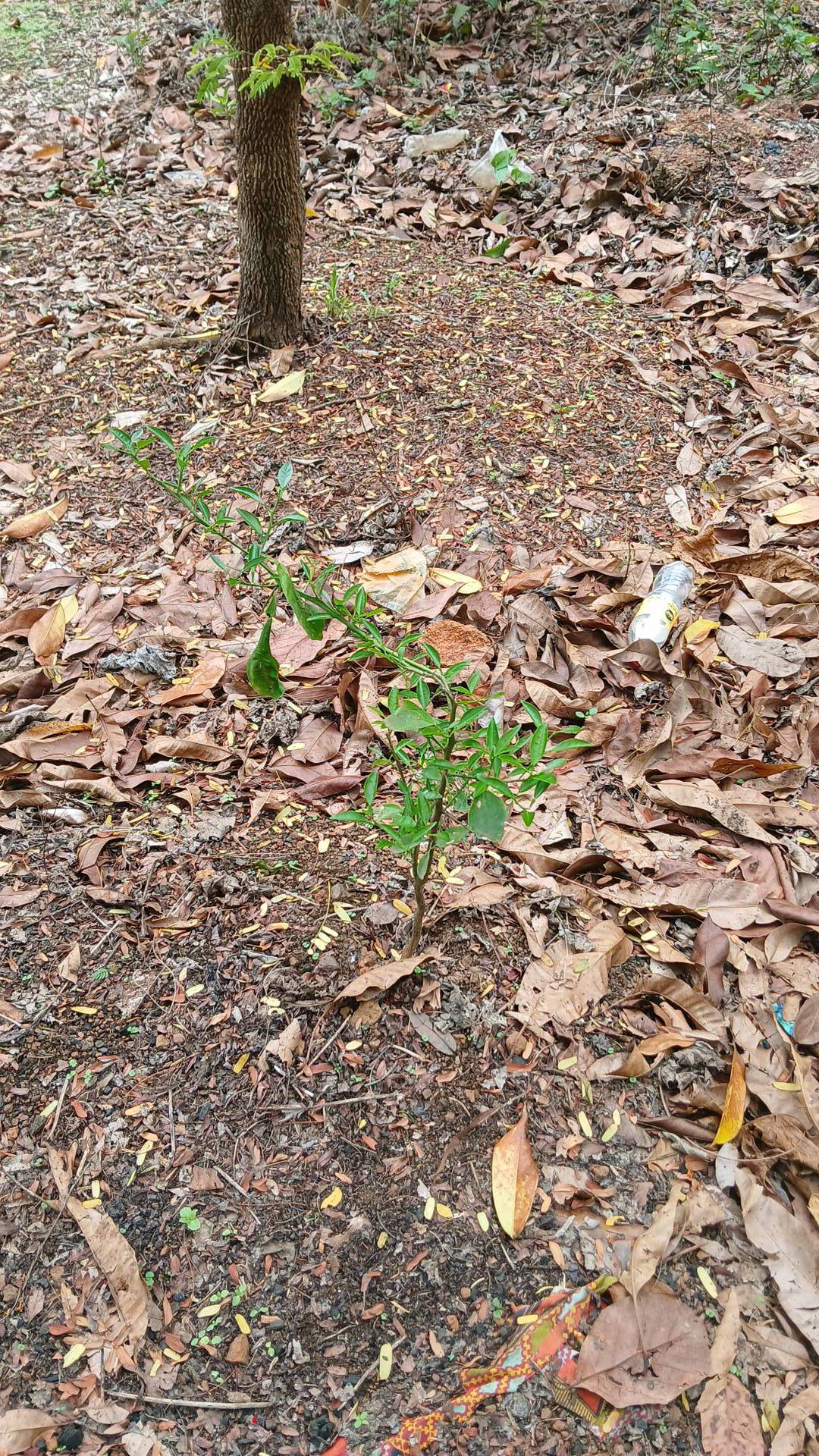 tree