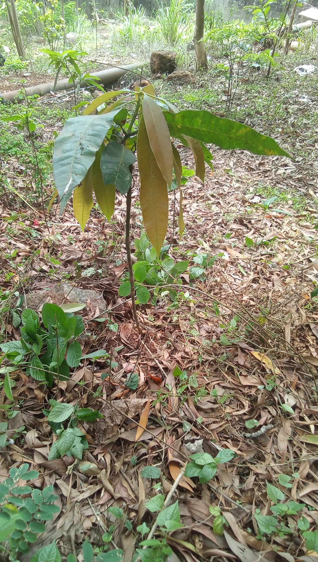 tree