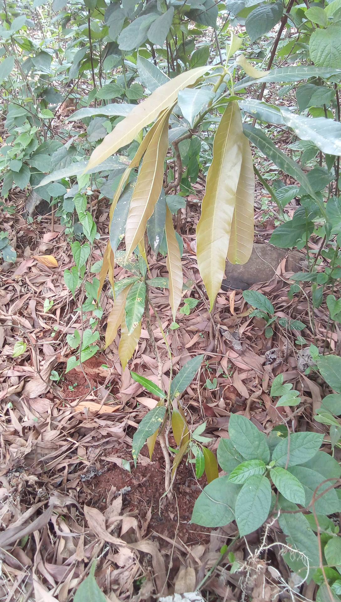tree