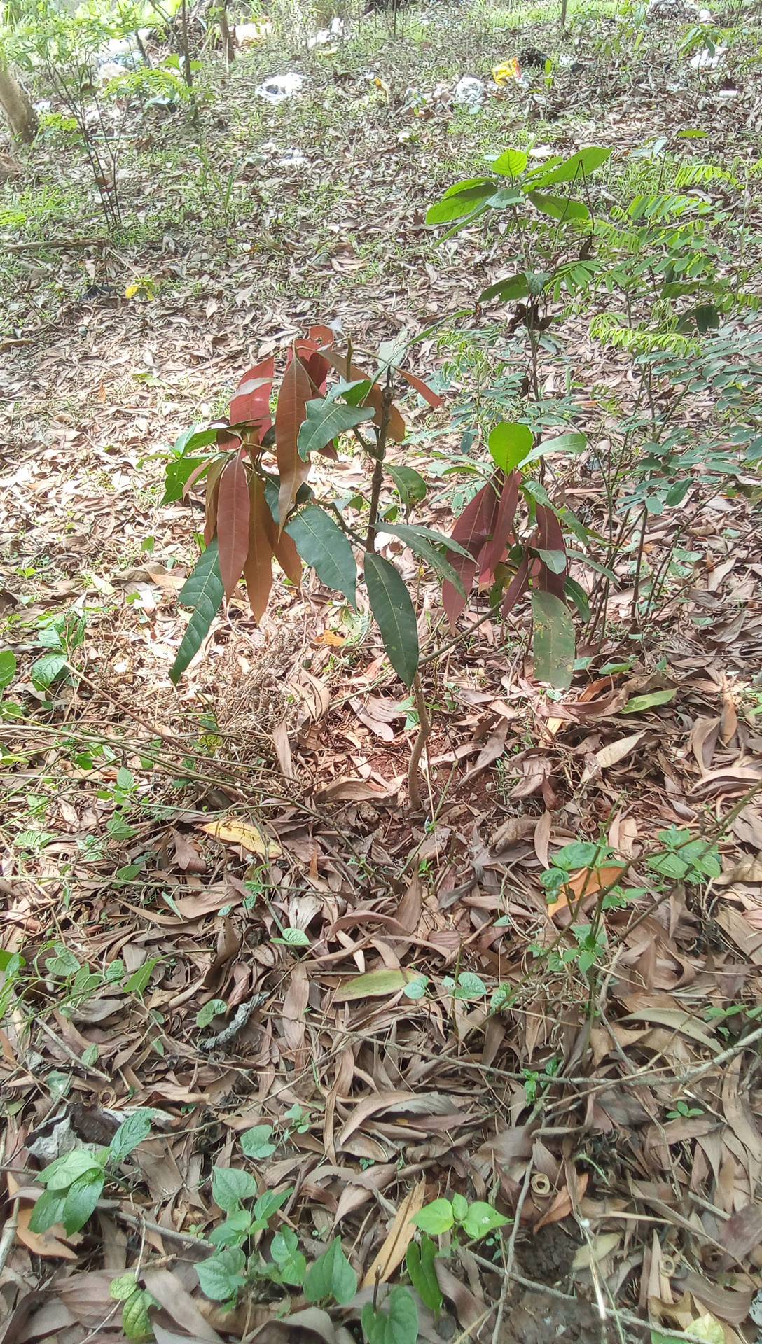 tree